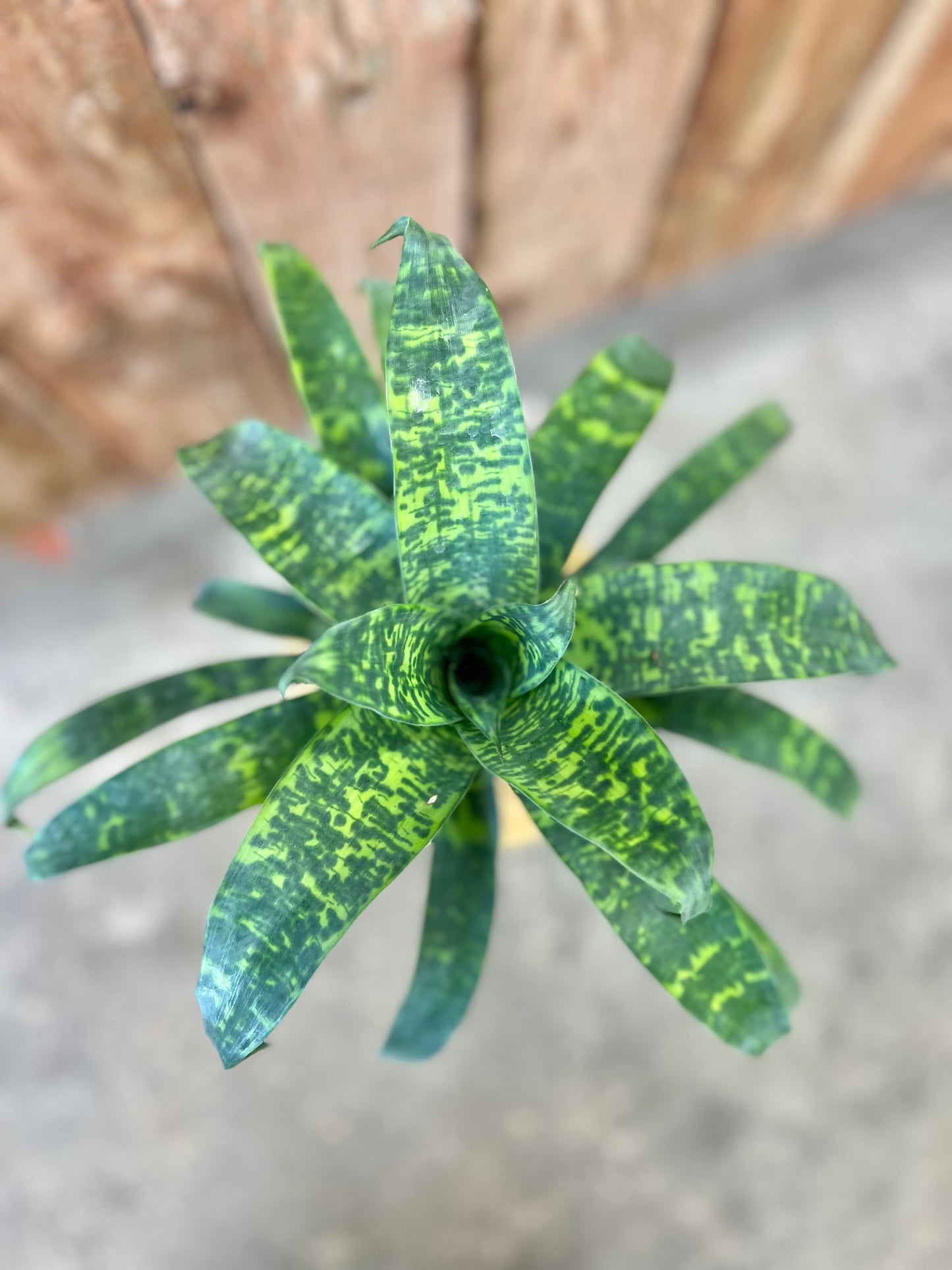 Bromeliad-Vriesea Ospinae Gruberii