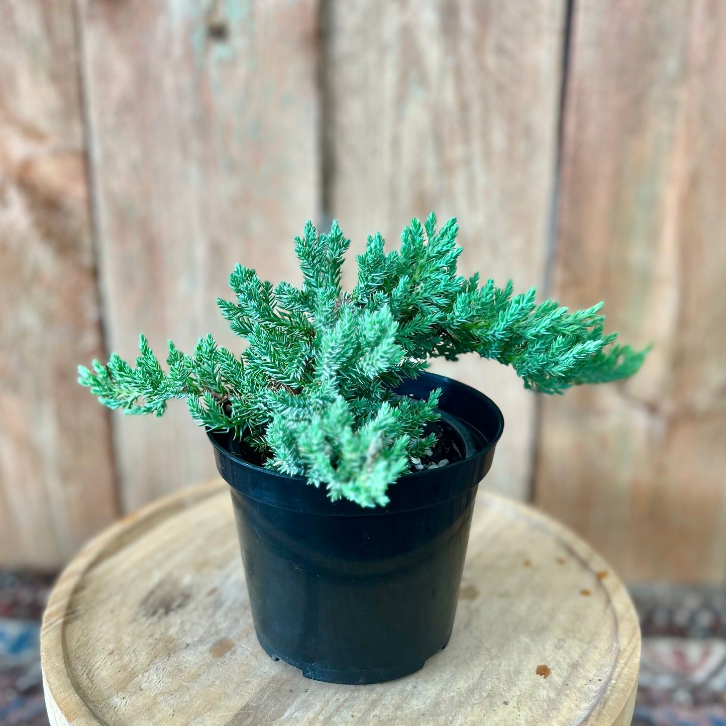 Bonsai Juniper Start
