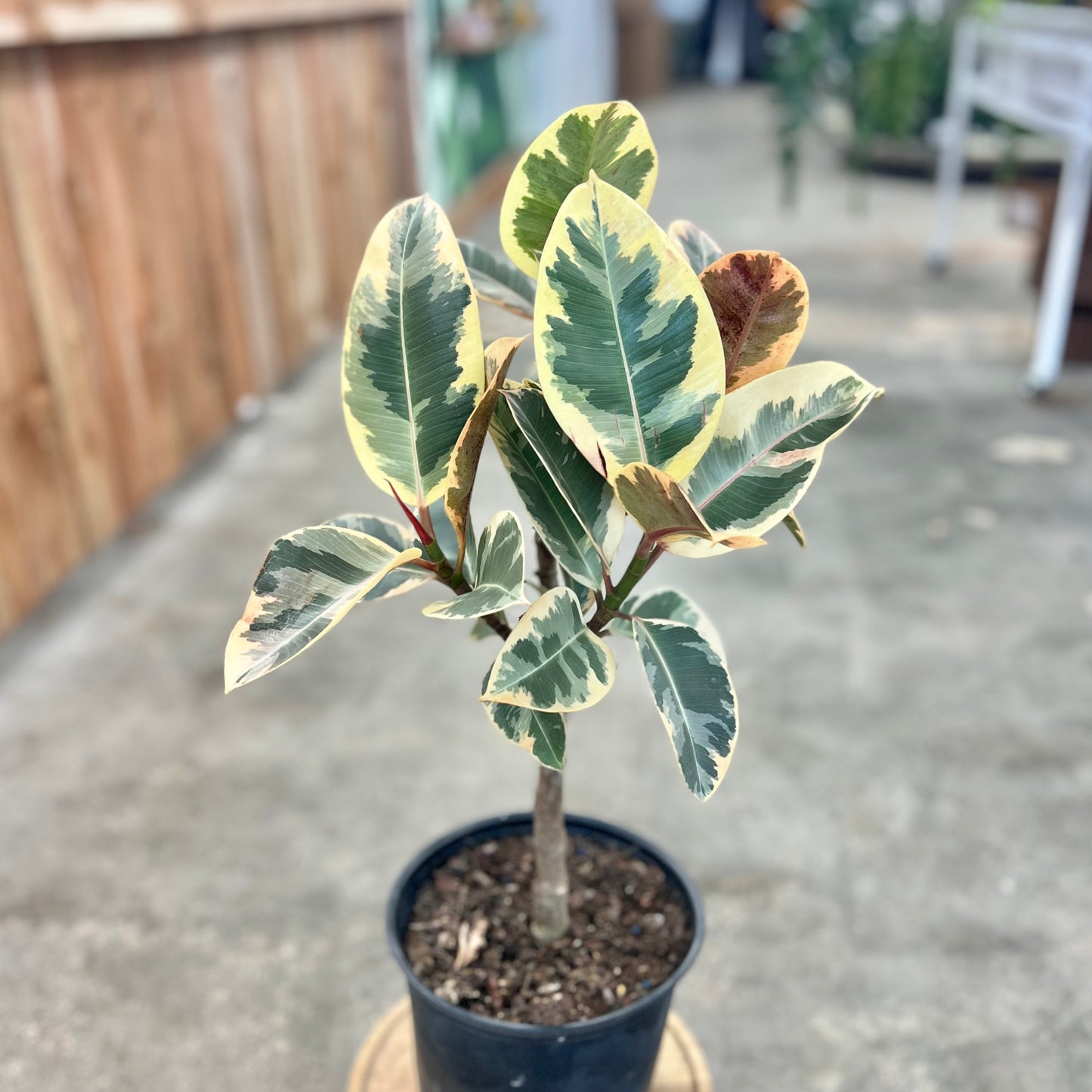 Ficus Elastica Tineke