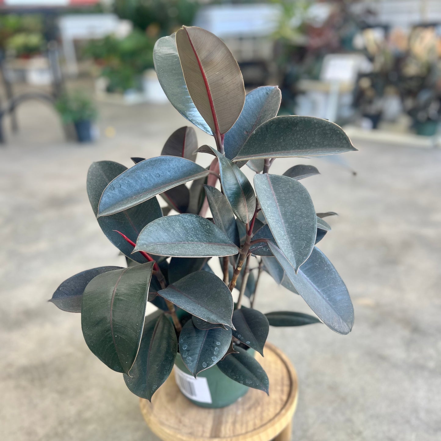 Ficus Elastica Burgundy