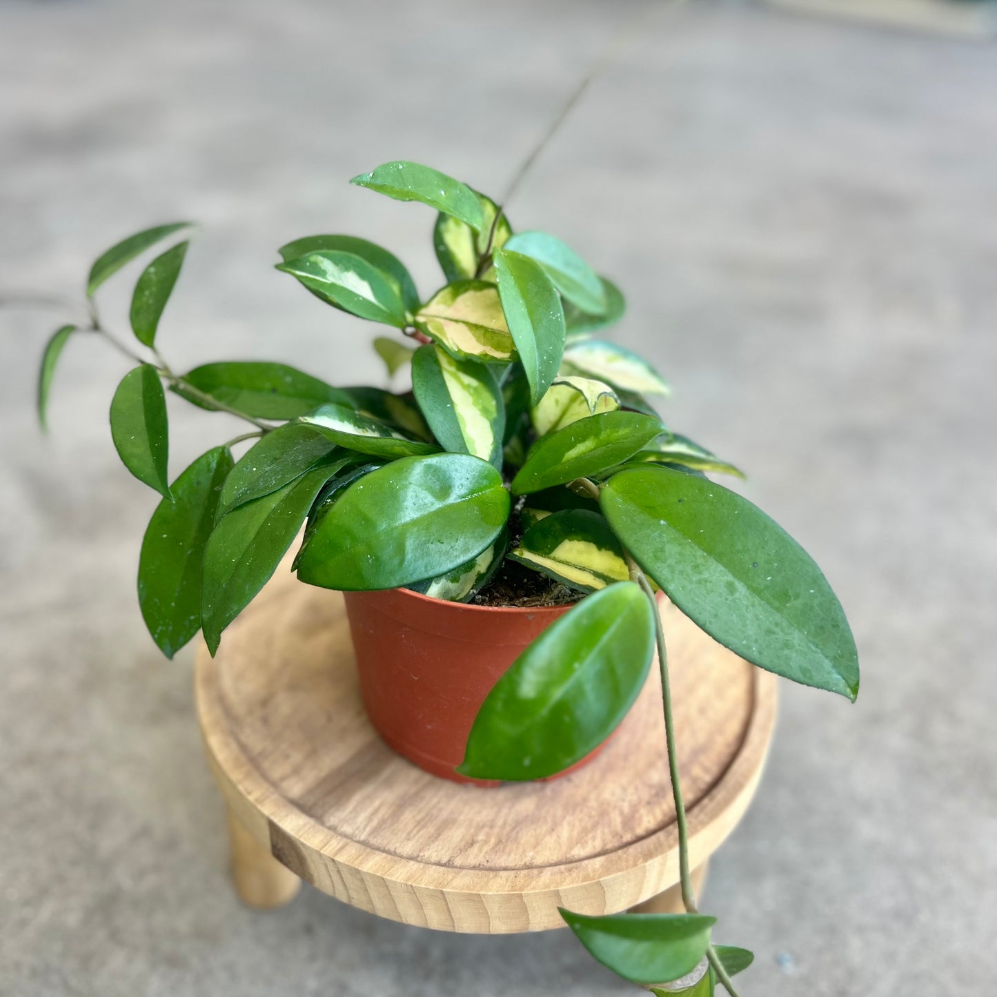 Hoya Tricolor