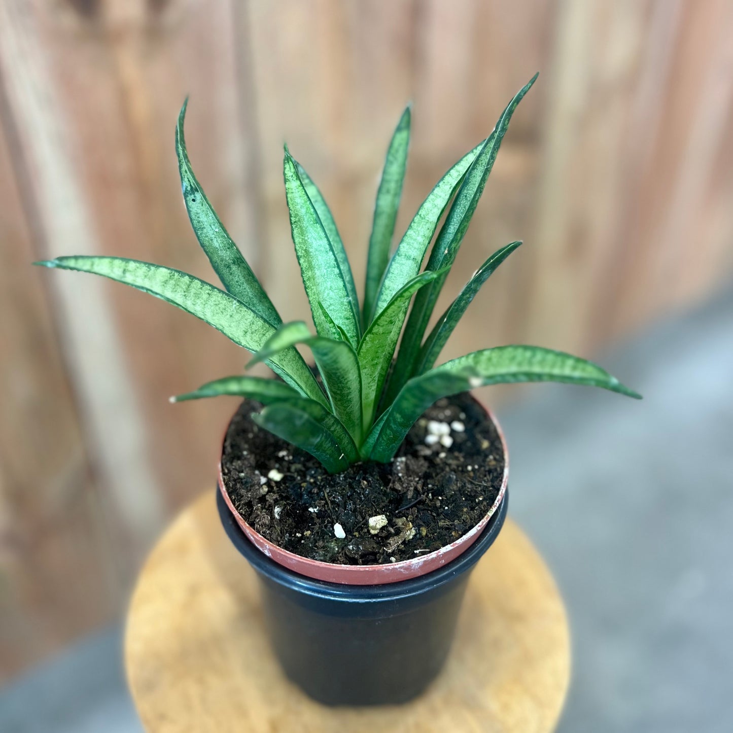 Sansevieria Lilliput