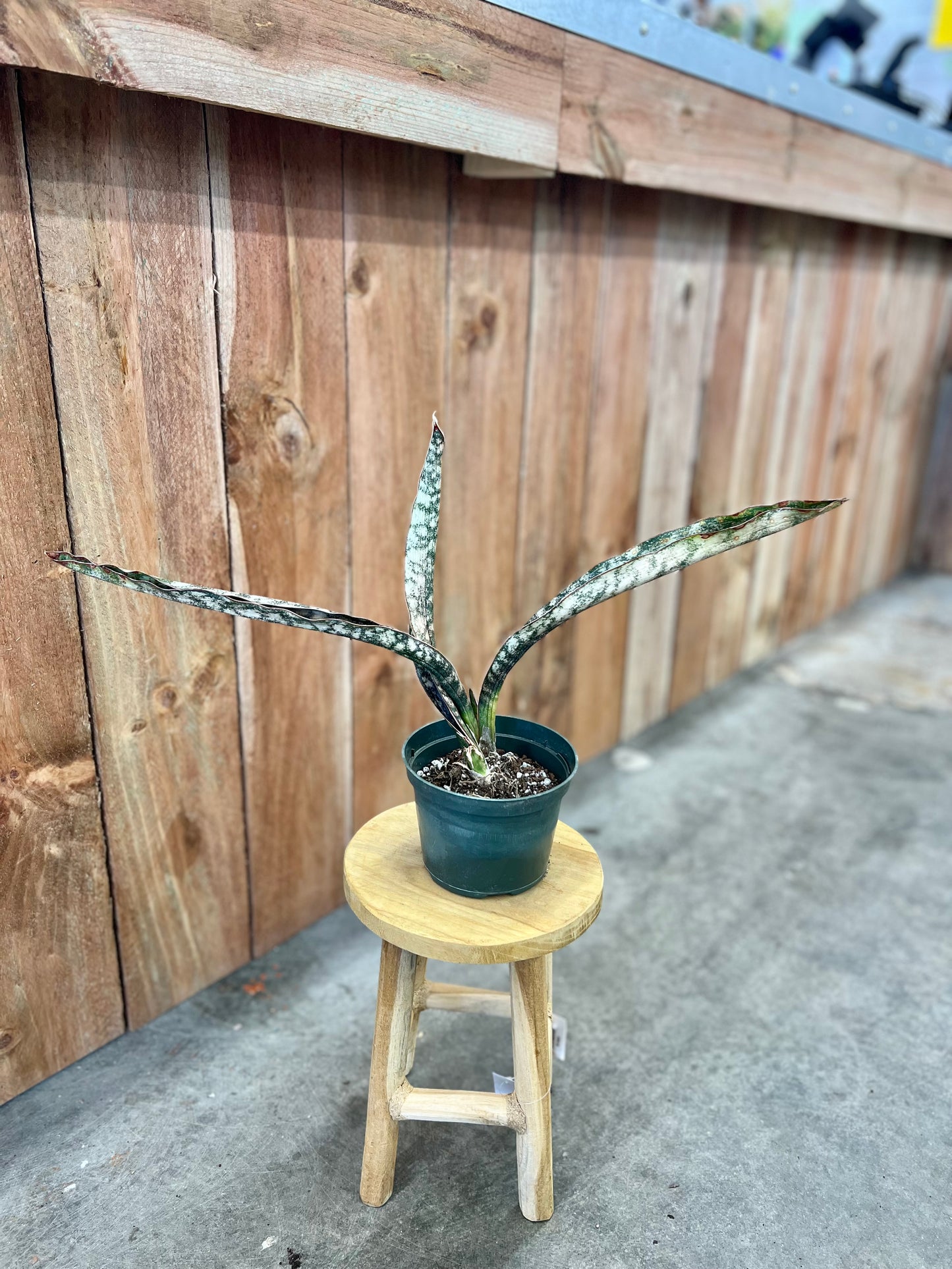 Sansevieria 'Coppertone' (Snake Plant)