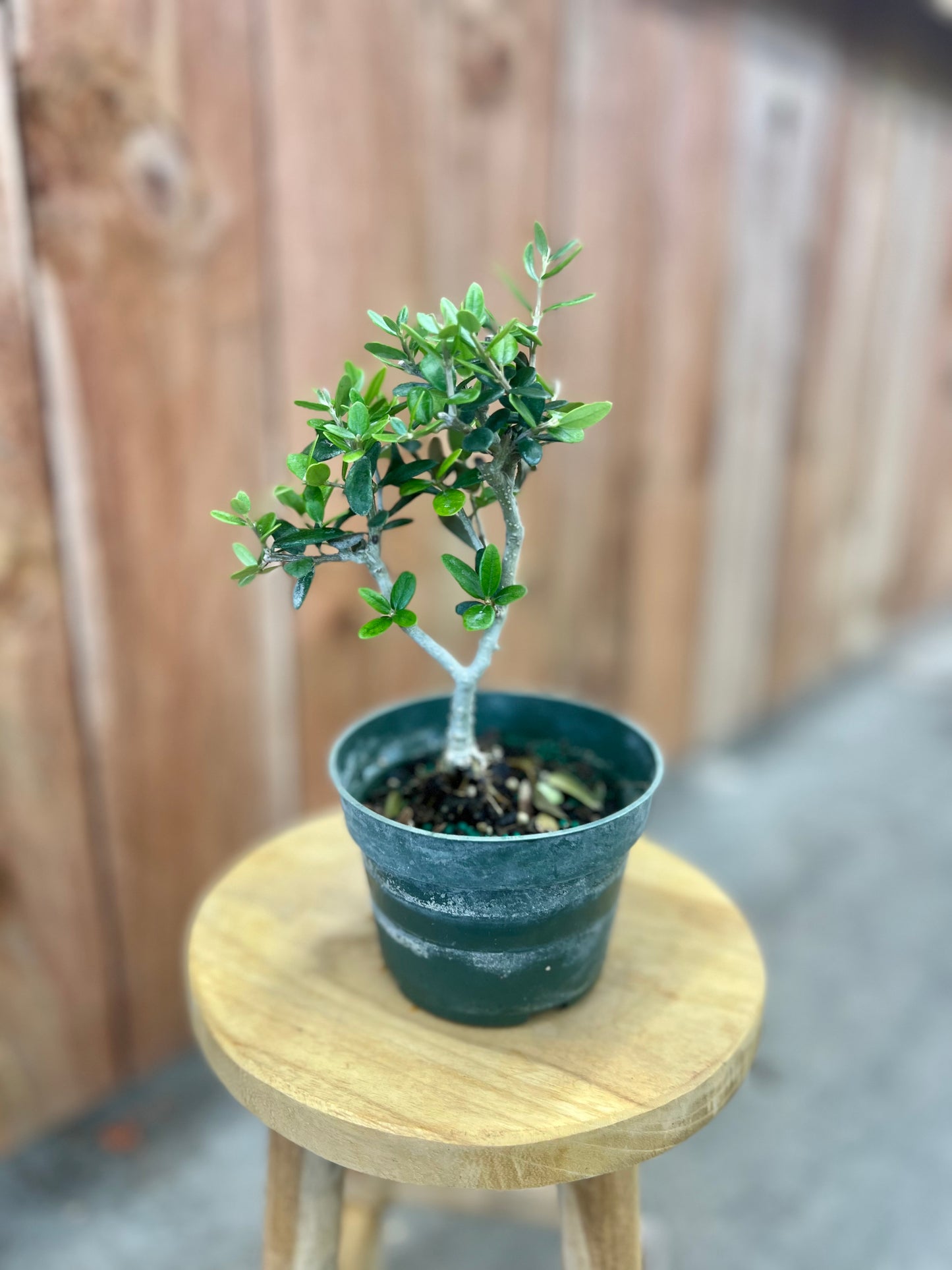 Bonsai Starts