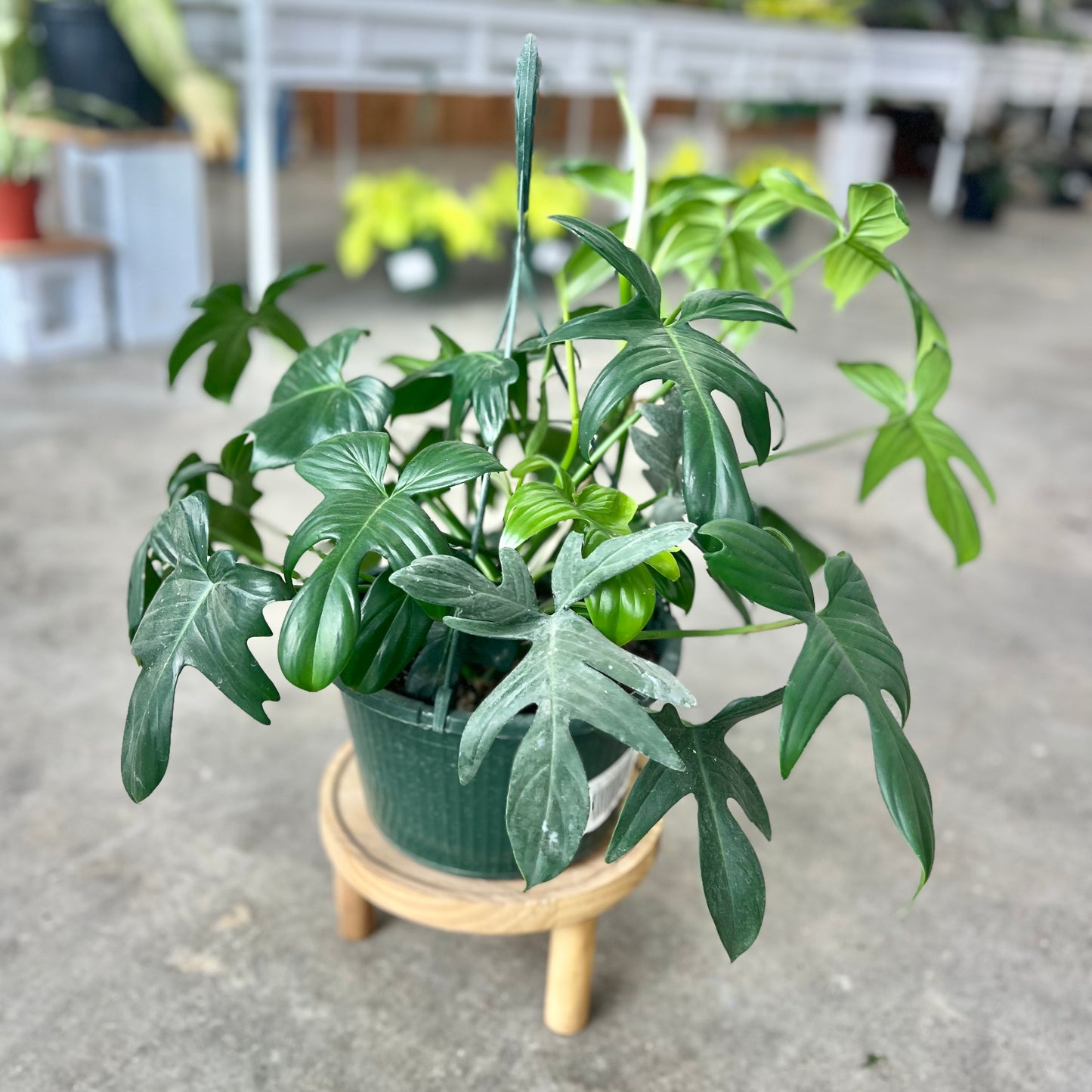 Philodendron 'Florida Green'