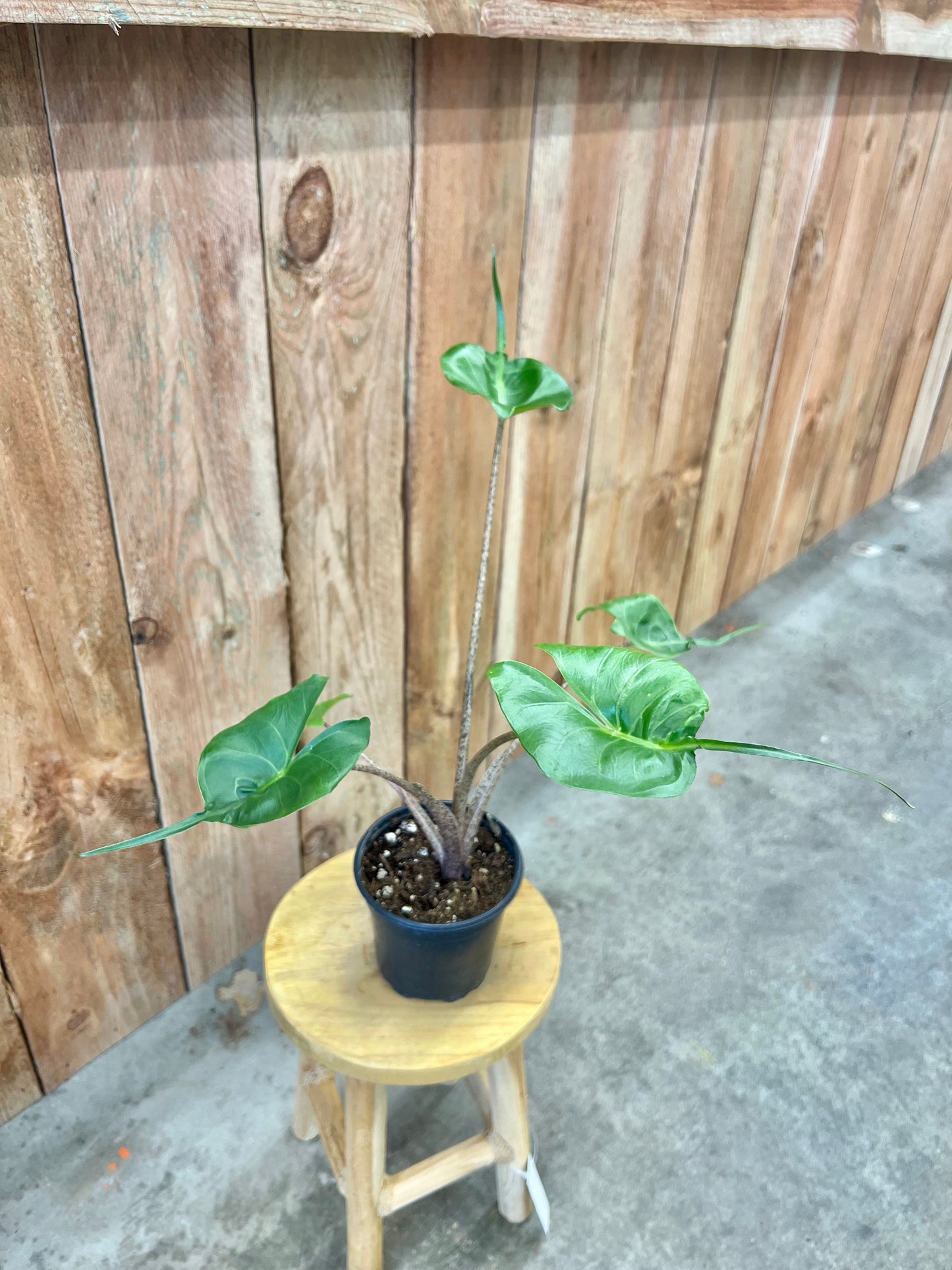 Alocasia-Stingray