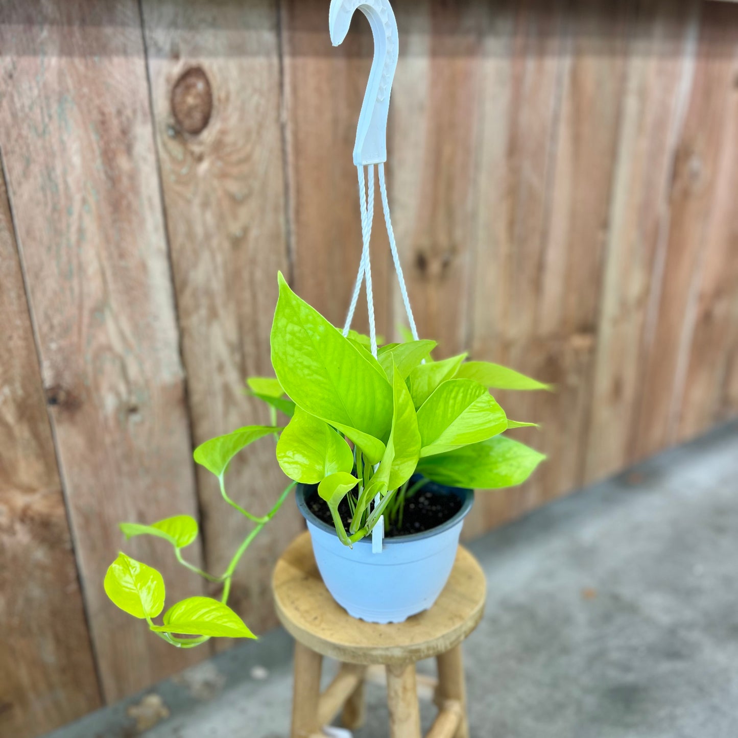 Pothos 'Neon' (Epipremnum aureum)