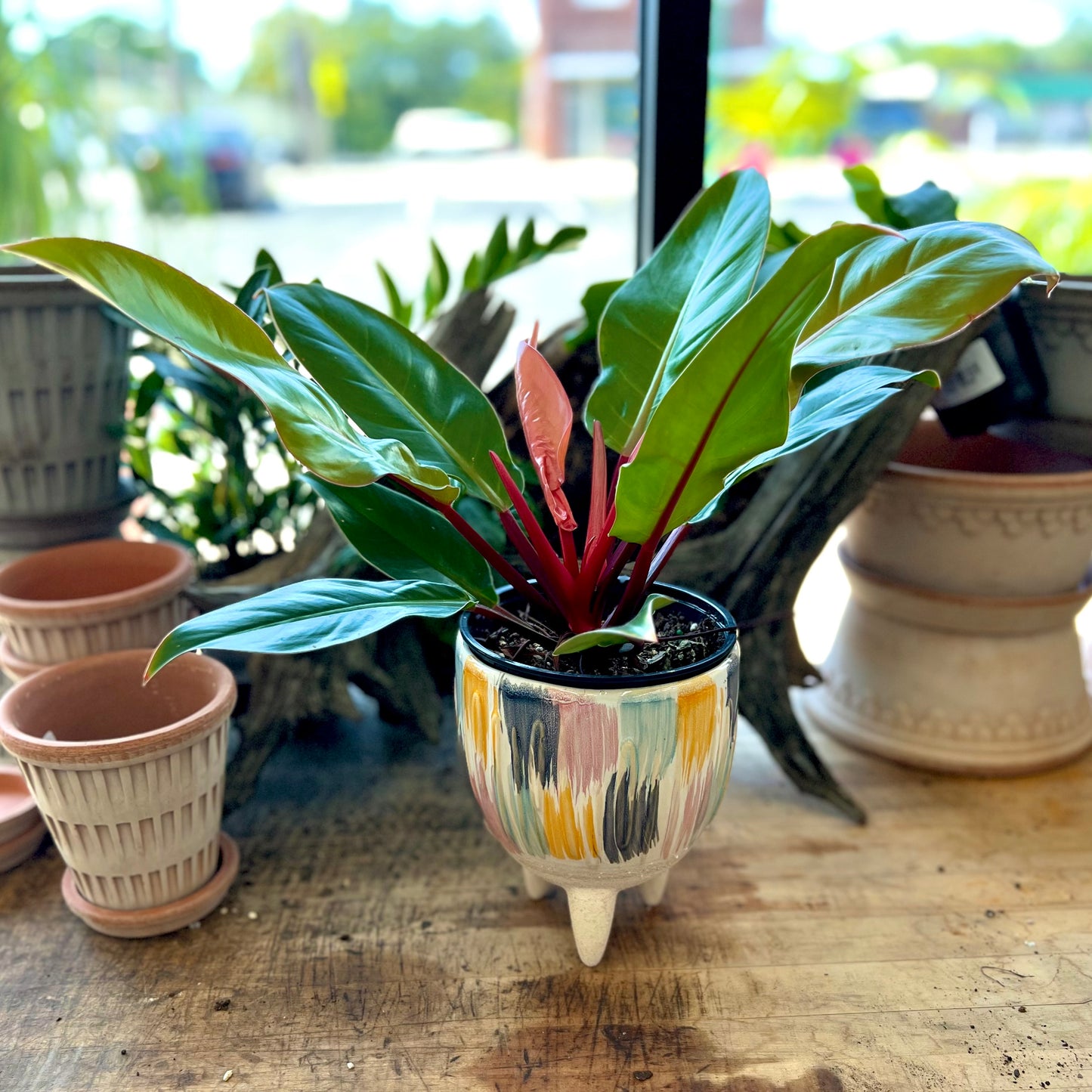 Philodendron Prince of Orange in Oasis Pot