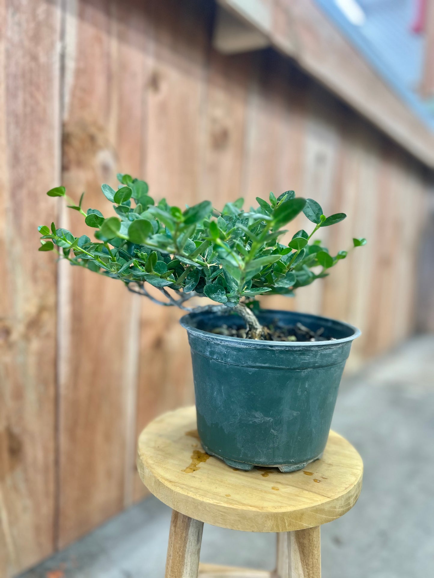 Bonsai Tree