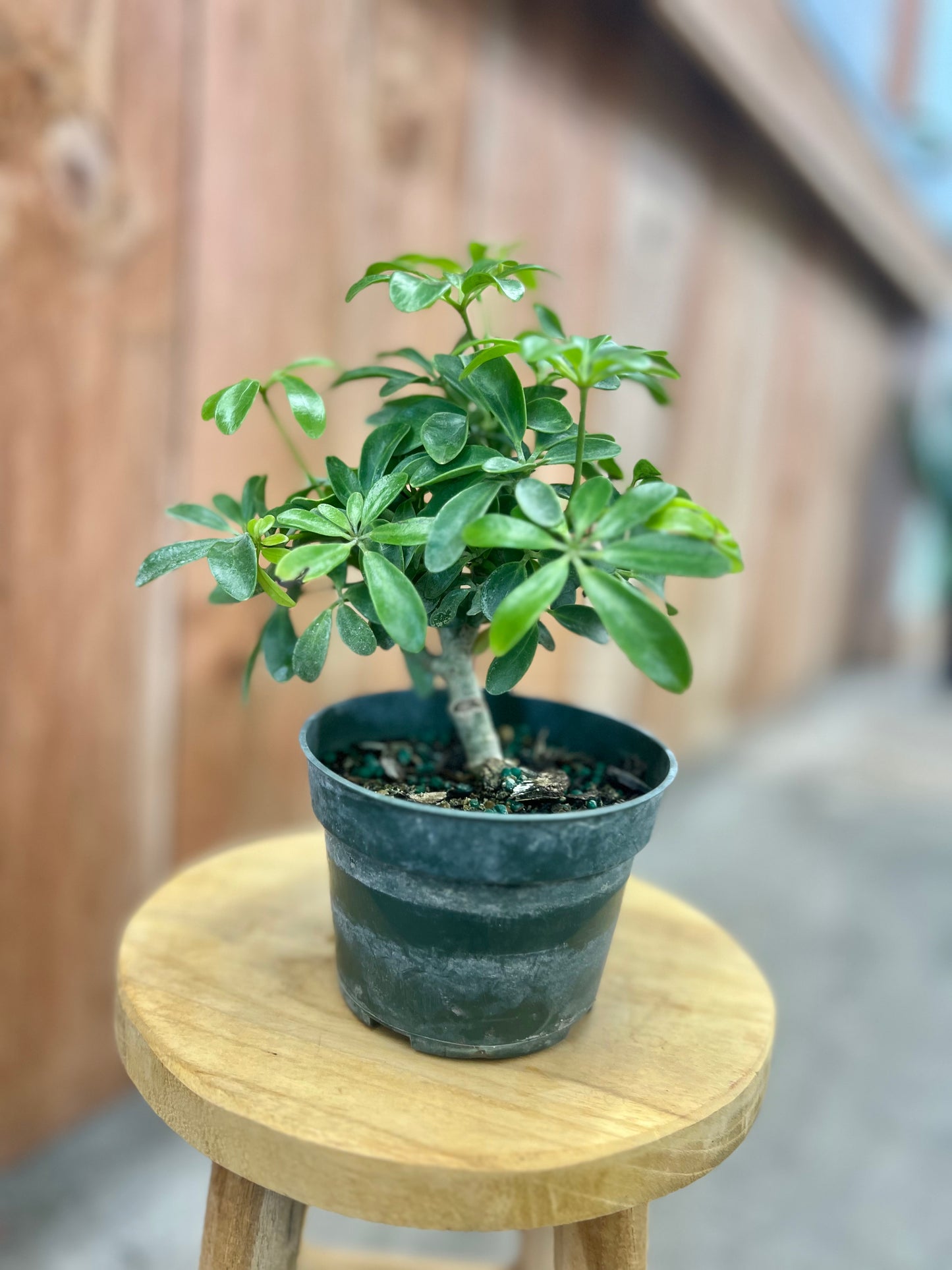 Bonsai Starts