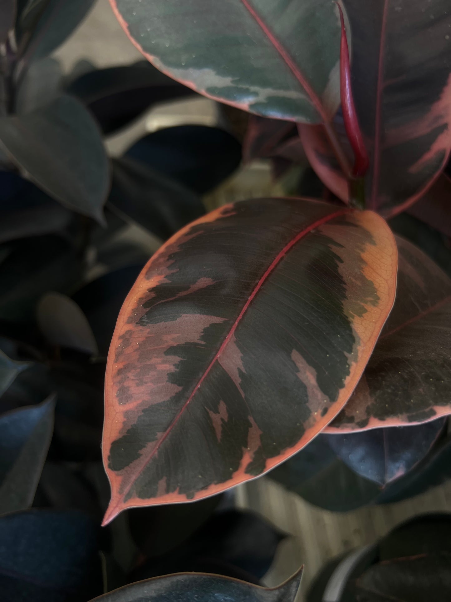 Ficus Elastica Ruby