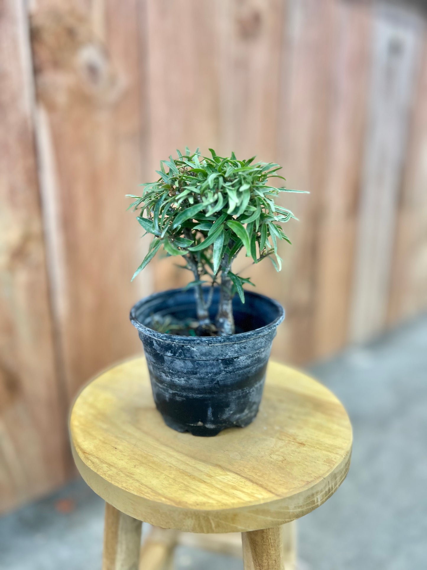 Bonsai Starts