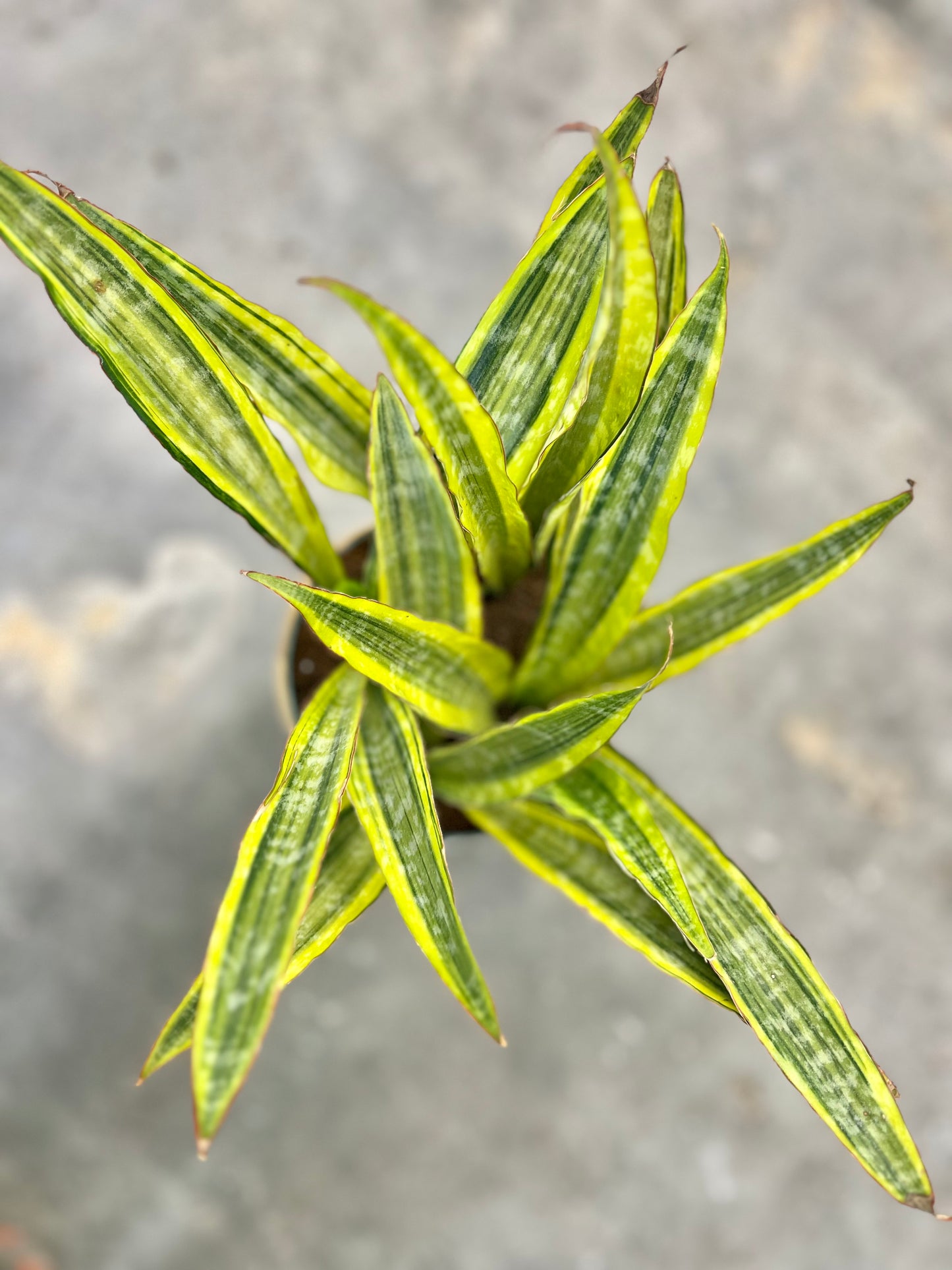 Sansevieria 'Lauren' (Snake Plant)