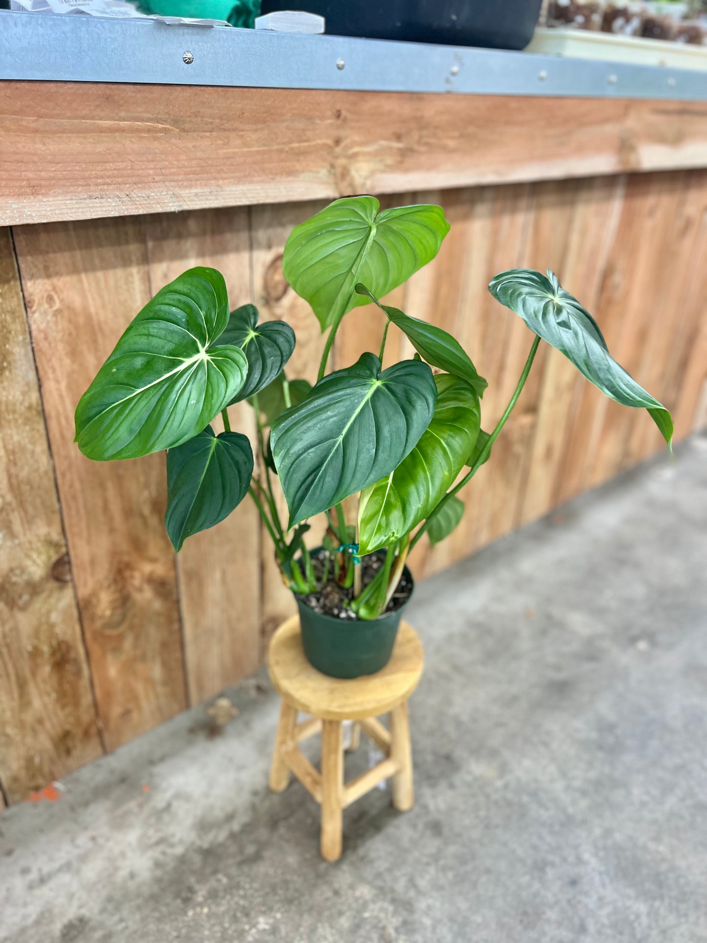 Philodendron 'McDowell'