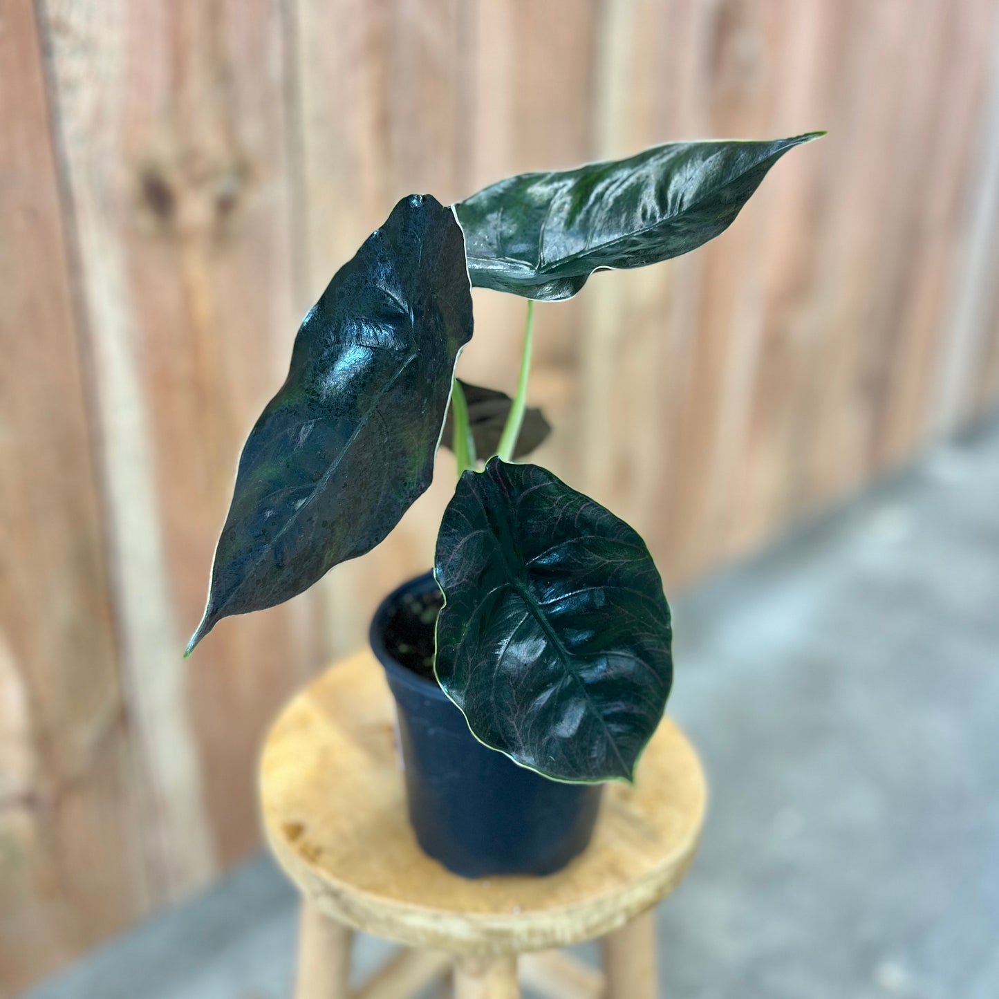 Alocasia Azlanii