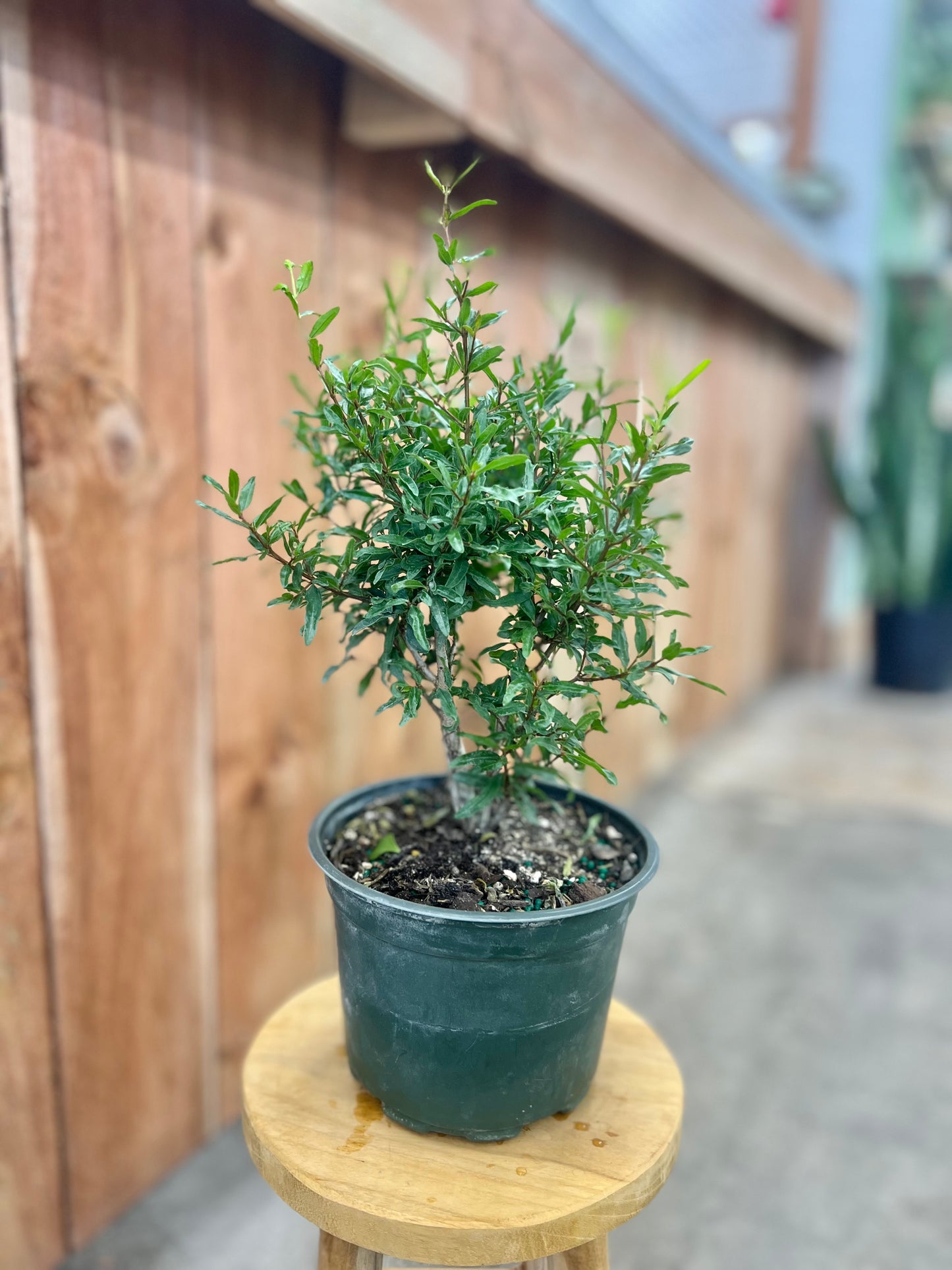 Bonsai Tree