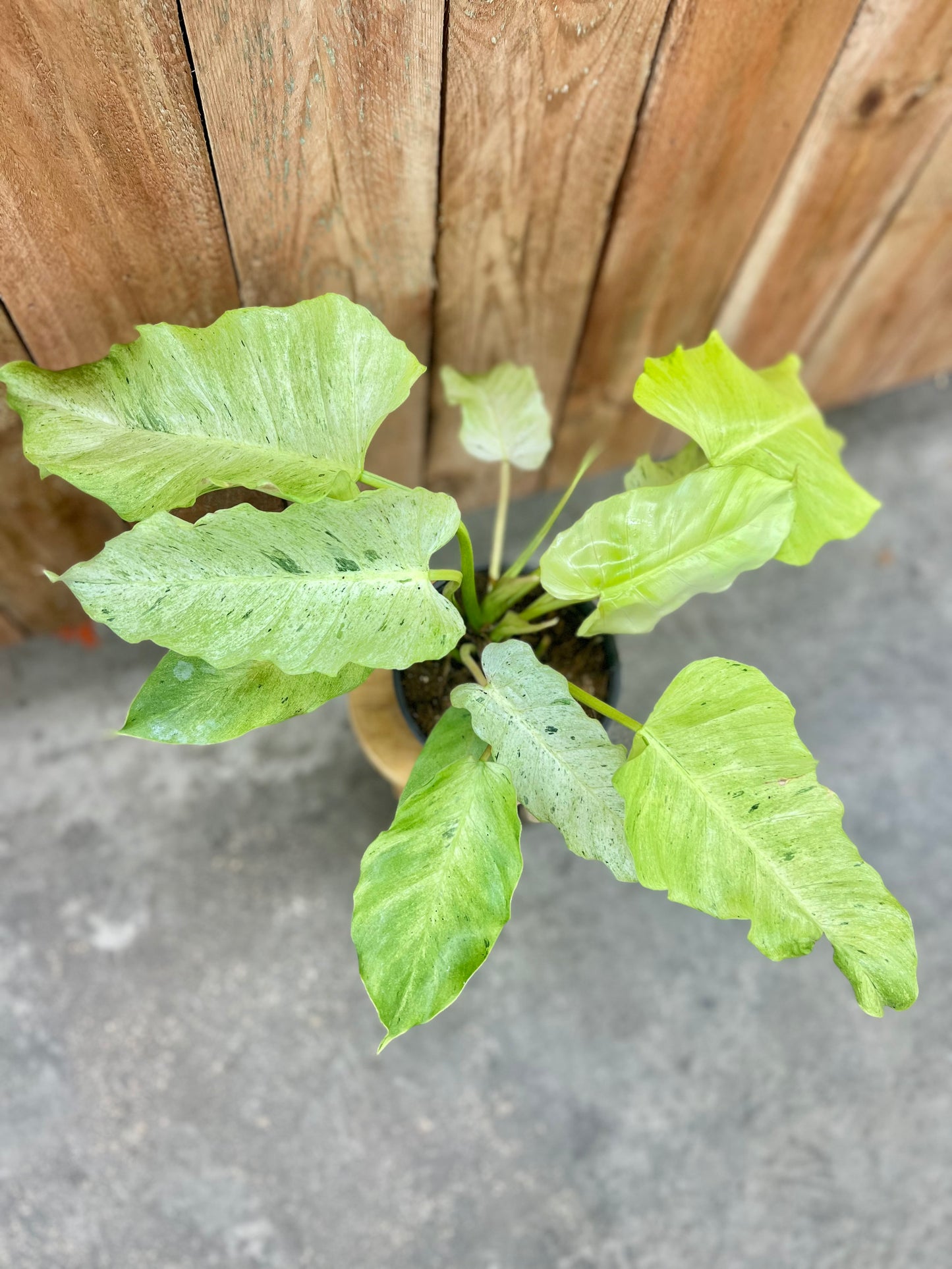 Philodendron Snowdrift