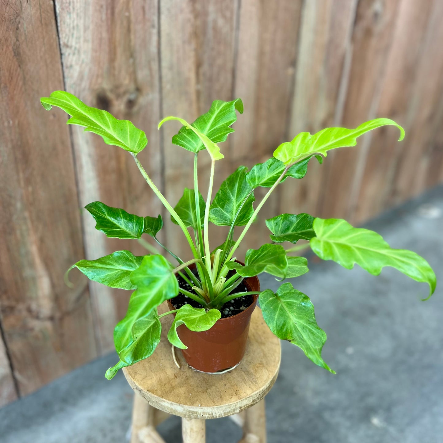 Philodendron Golden Xanadu