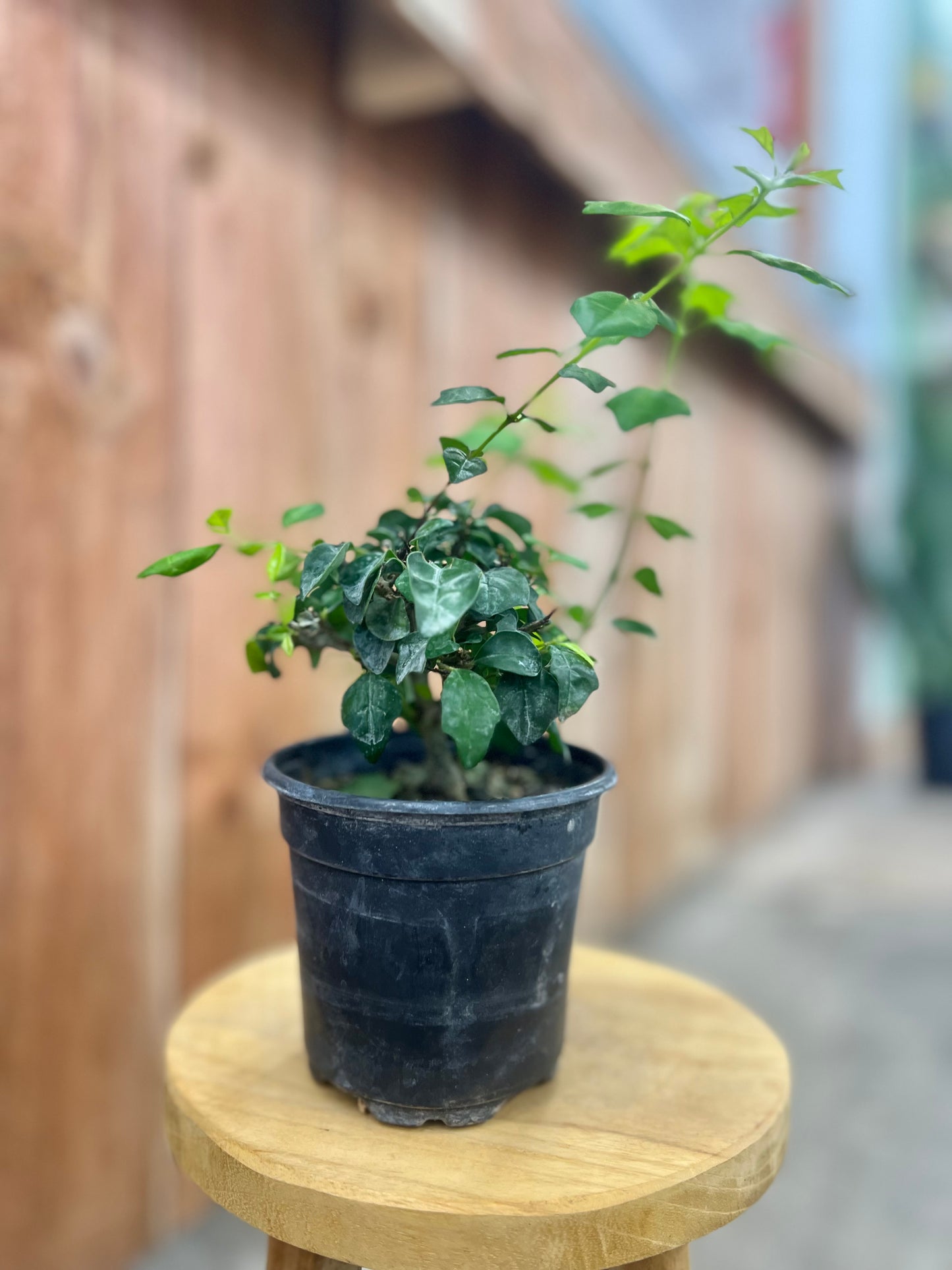 Bonsai Starts