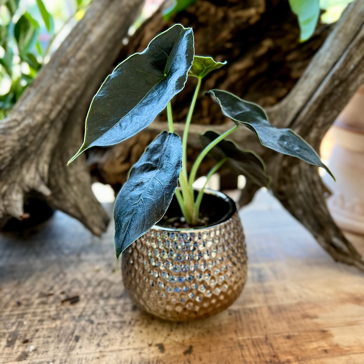 Alocasia Azlanii in Supernova Pot