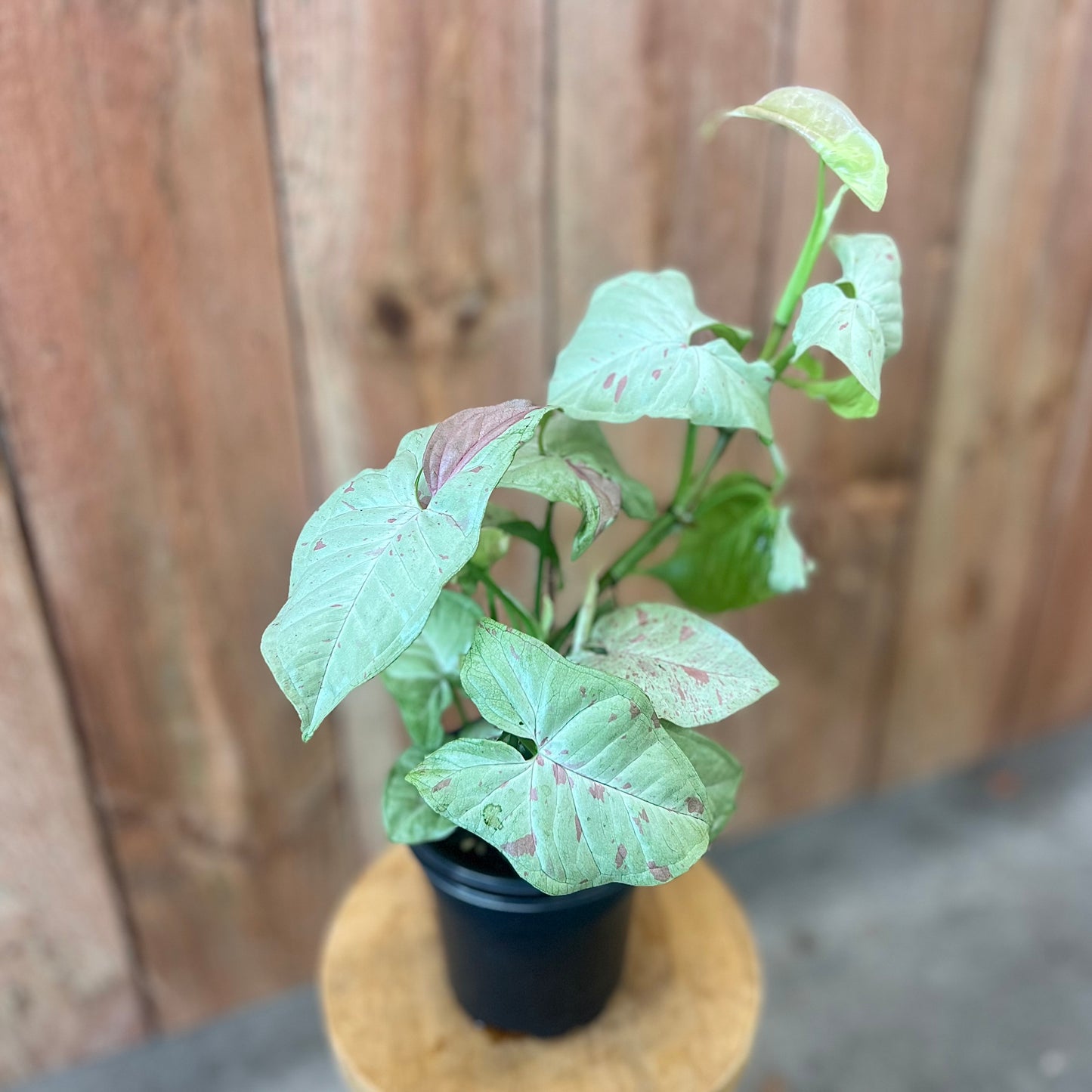 Syngonium Milk Confetti