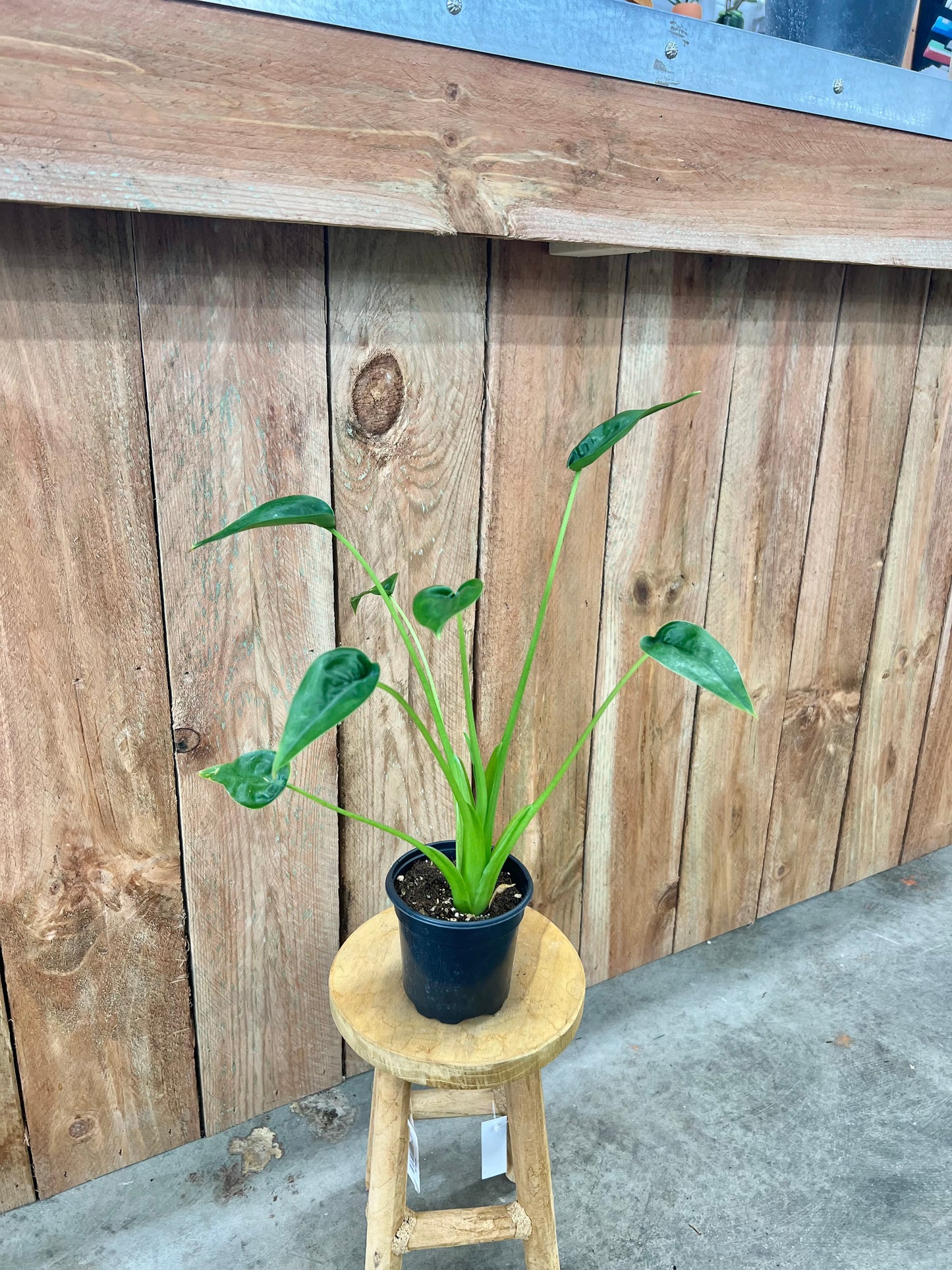 Alocasia Tiny Dancer