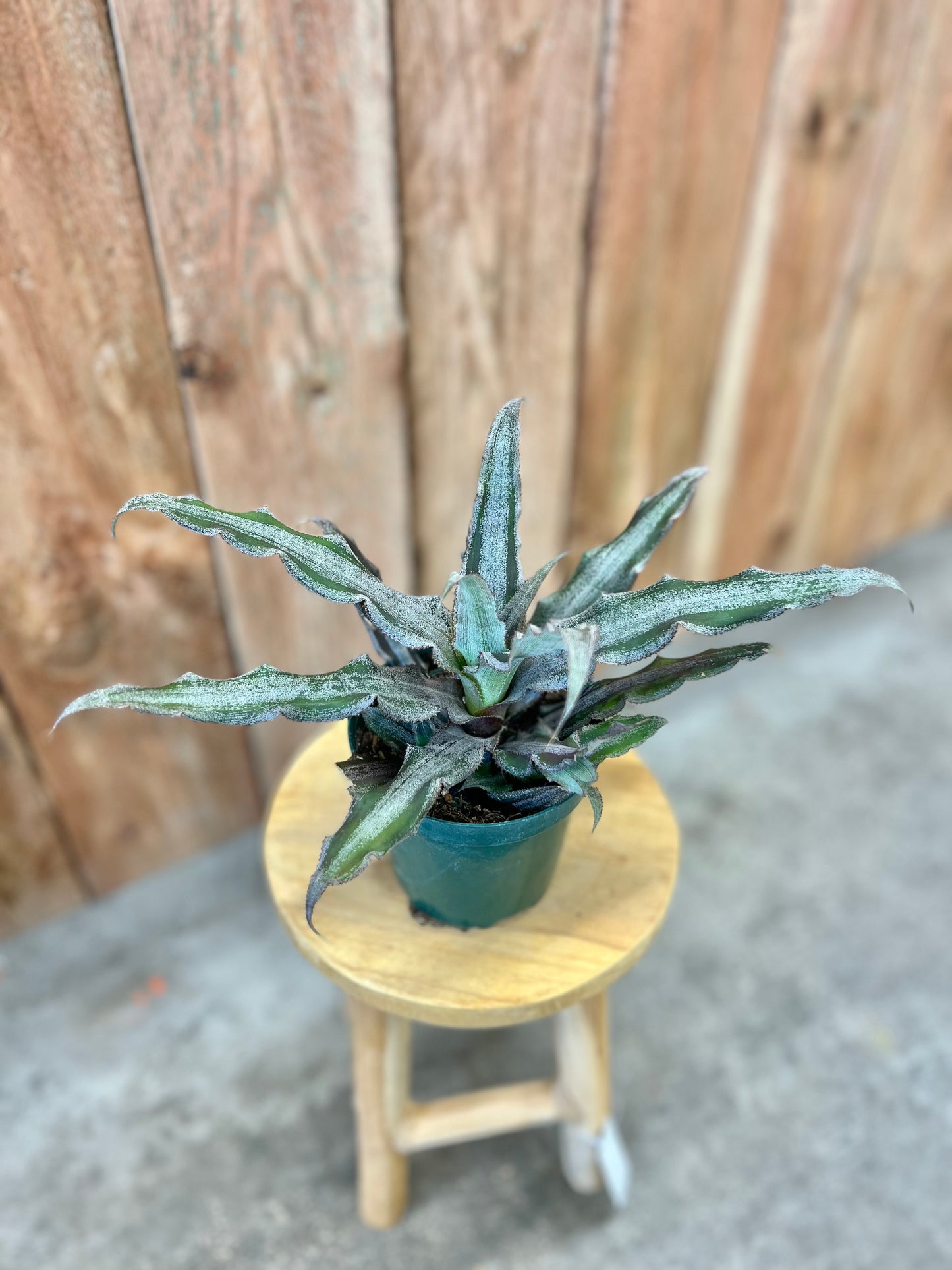 Cryptanthus