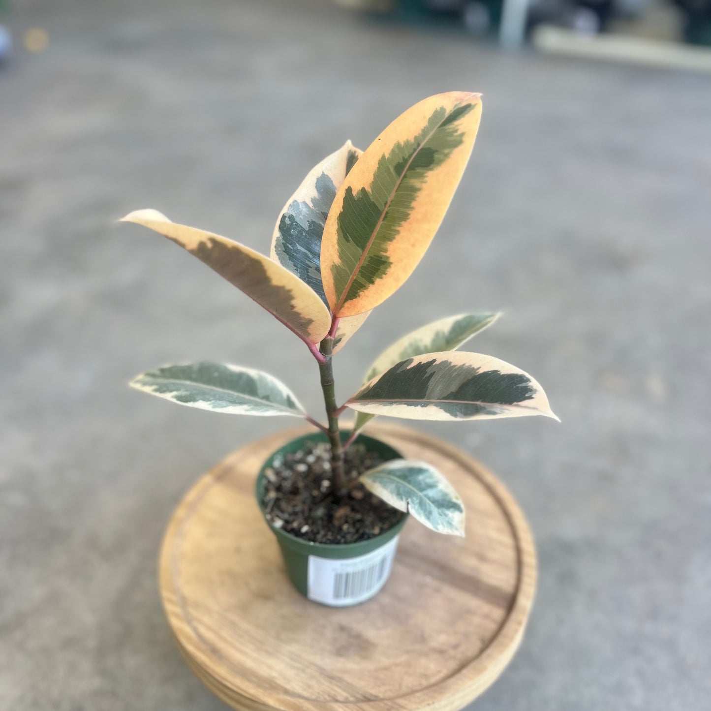 Ficus Elastica Tineke