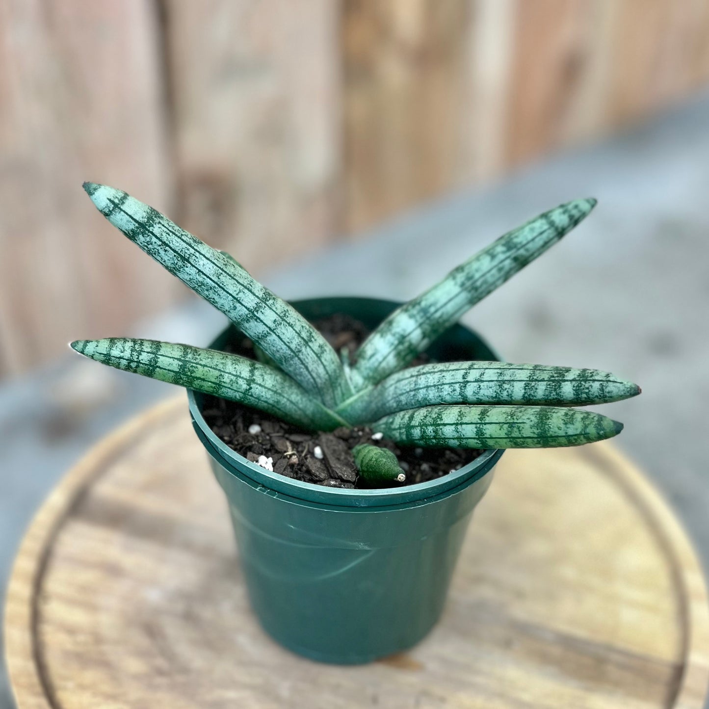 Sansevieria 'Starfish' (Snake Plant)