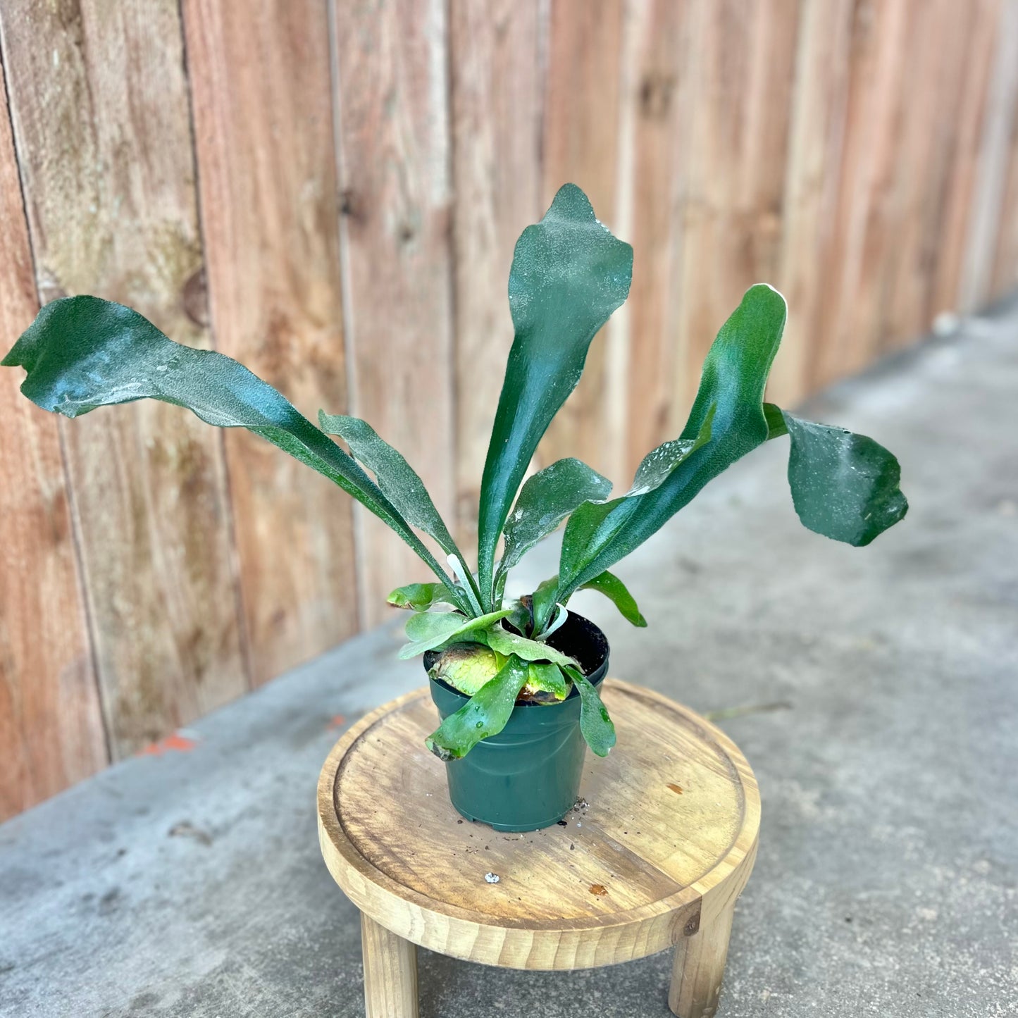 Staghorn Fern