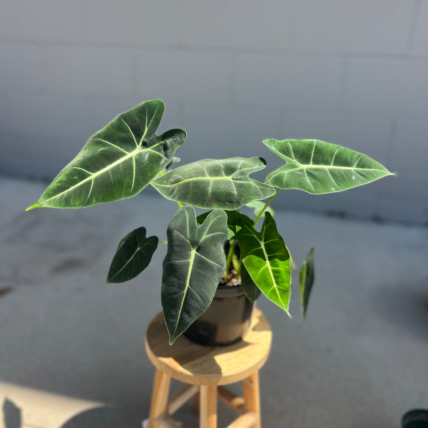 Alocasia Frydek