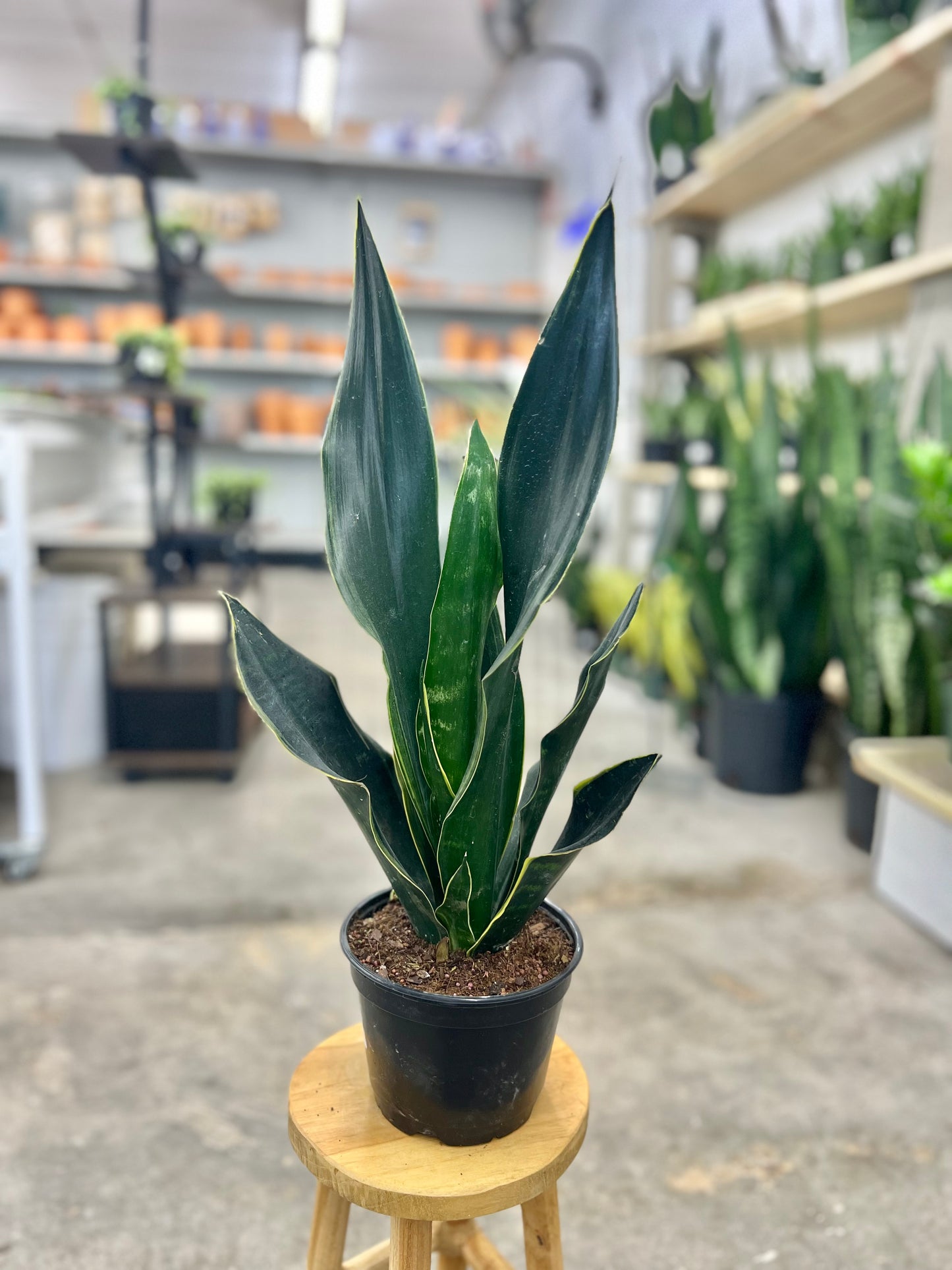 Sansevieria 'Fabi' (Snake Plant)