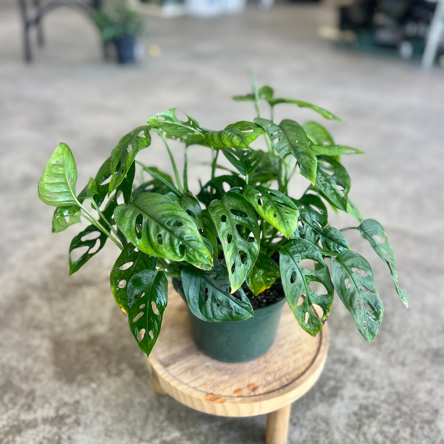 Monstera Adansonii (Swiss Cheese)