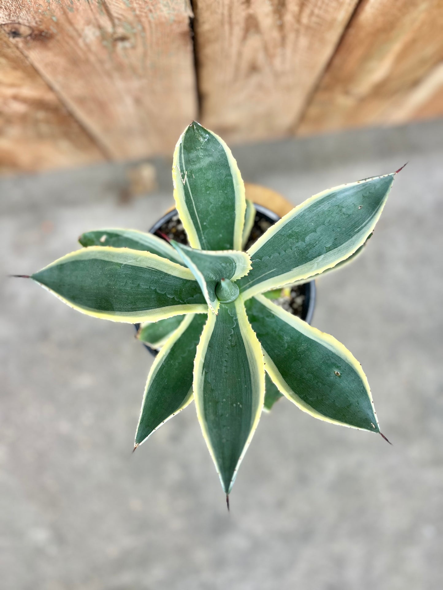 Agave americana 'Variegata'