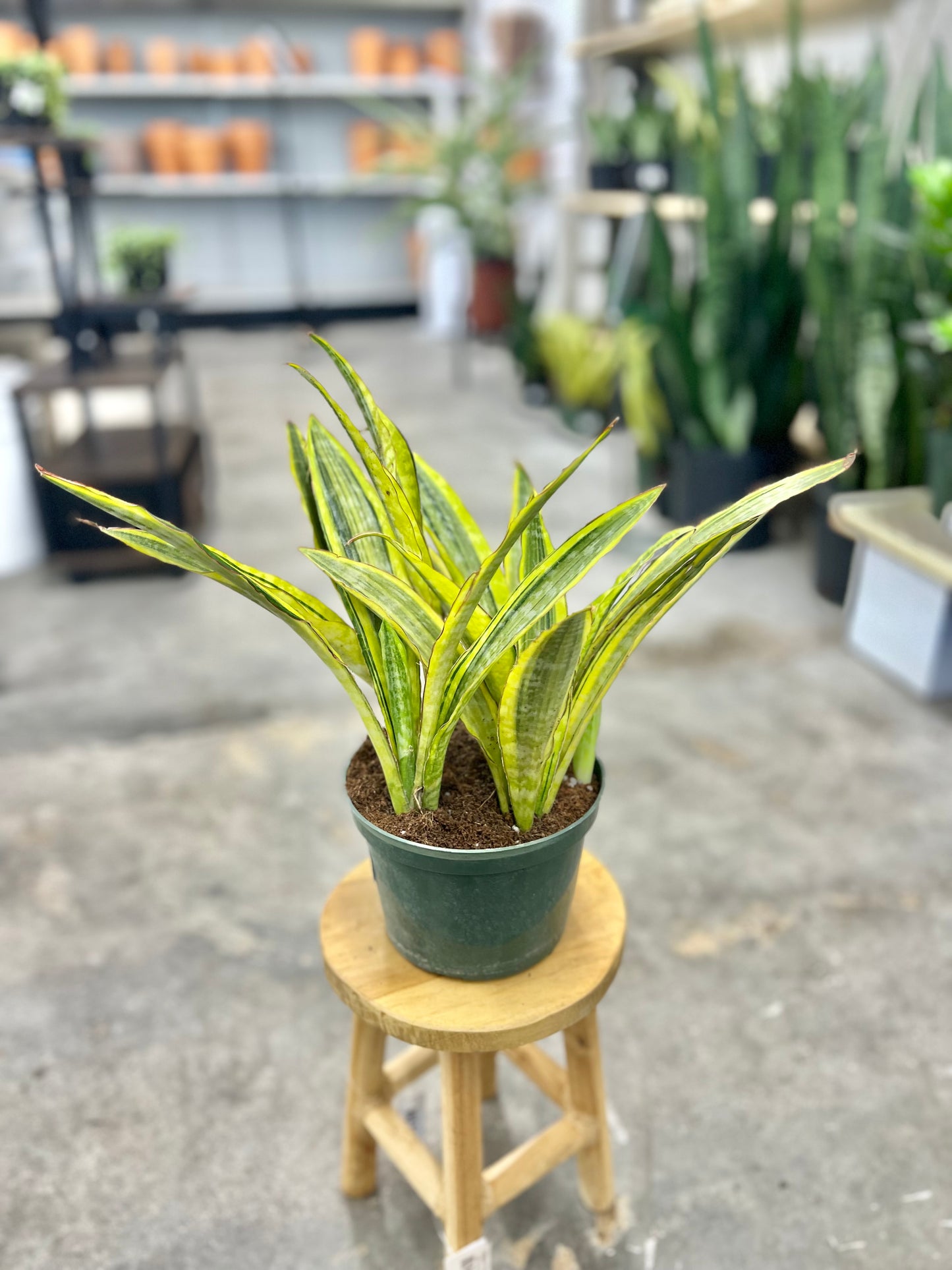 Sansevieria 'Lauren' (Snake Plant)