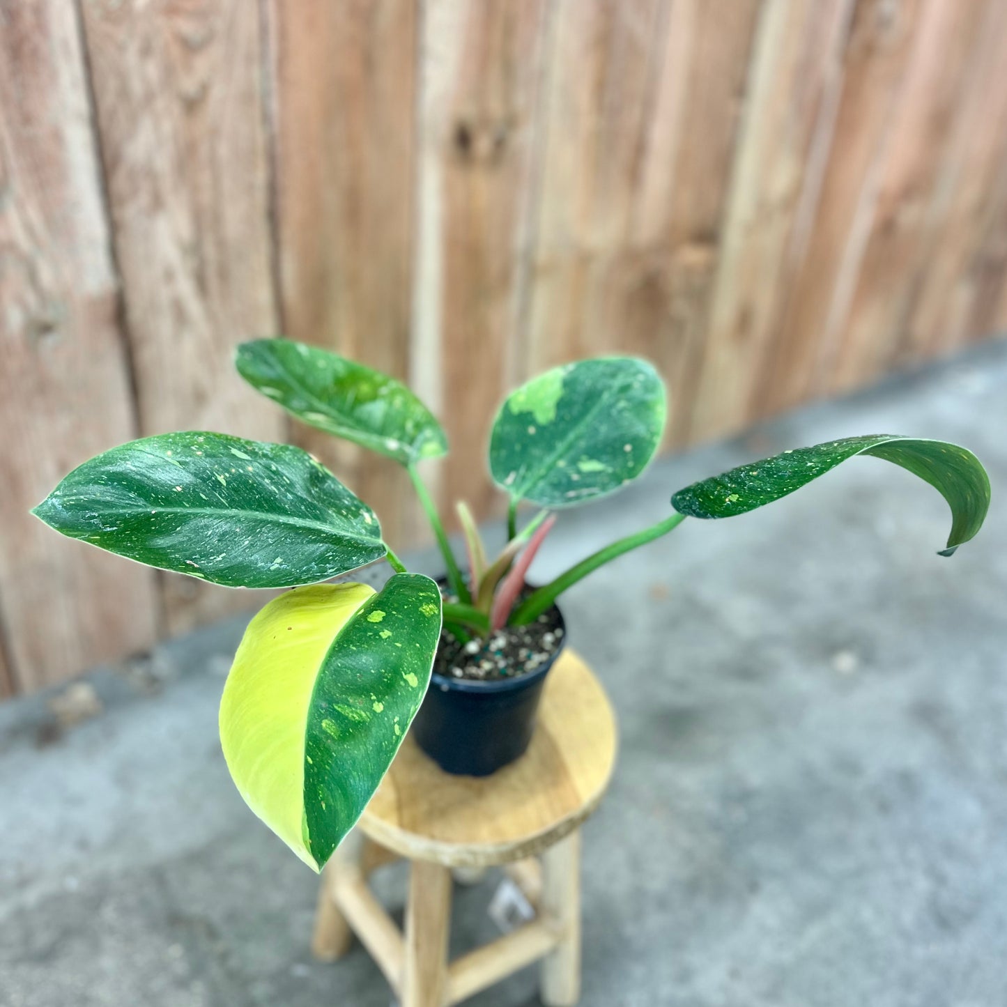 Philodendron 'Green Congo Nuclear'