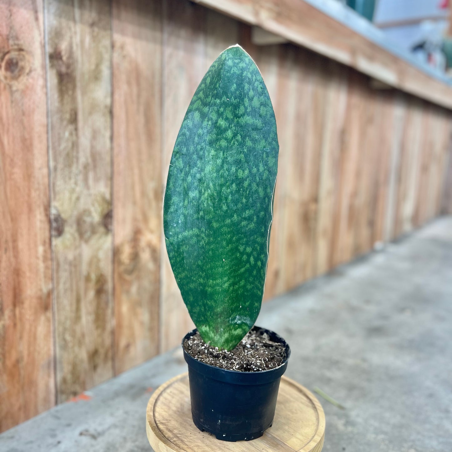 Sansevieria 'Whale's Fin' (Snake Plant)