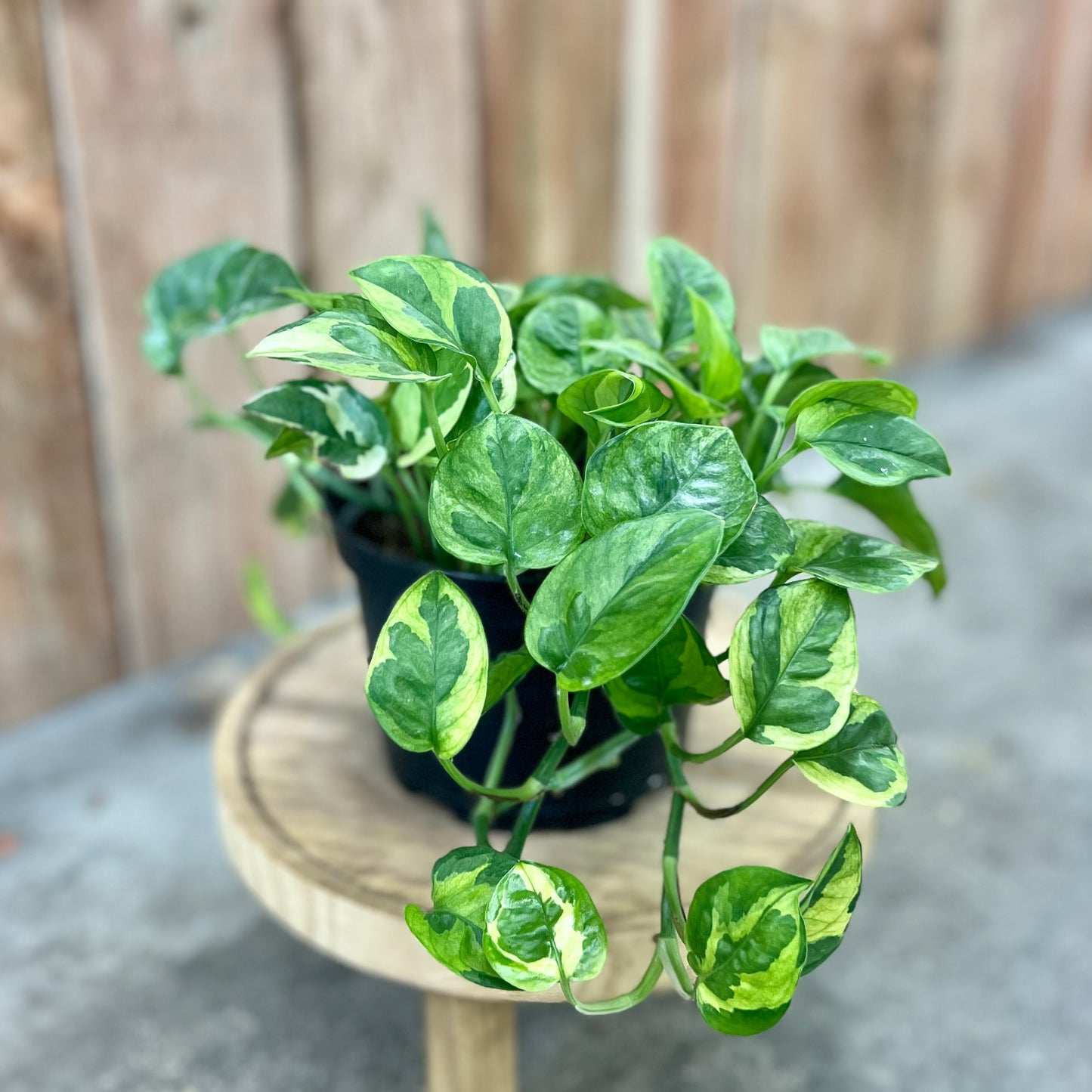 Pothos 'Lemon Meringue' (Epipremnum aureum)