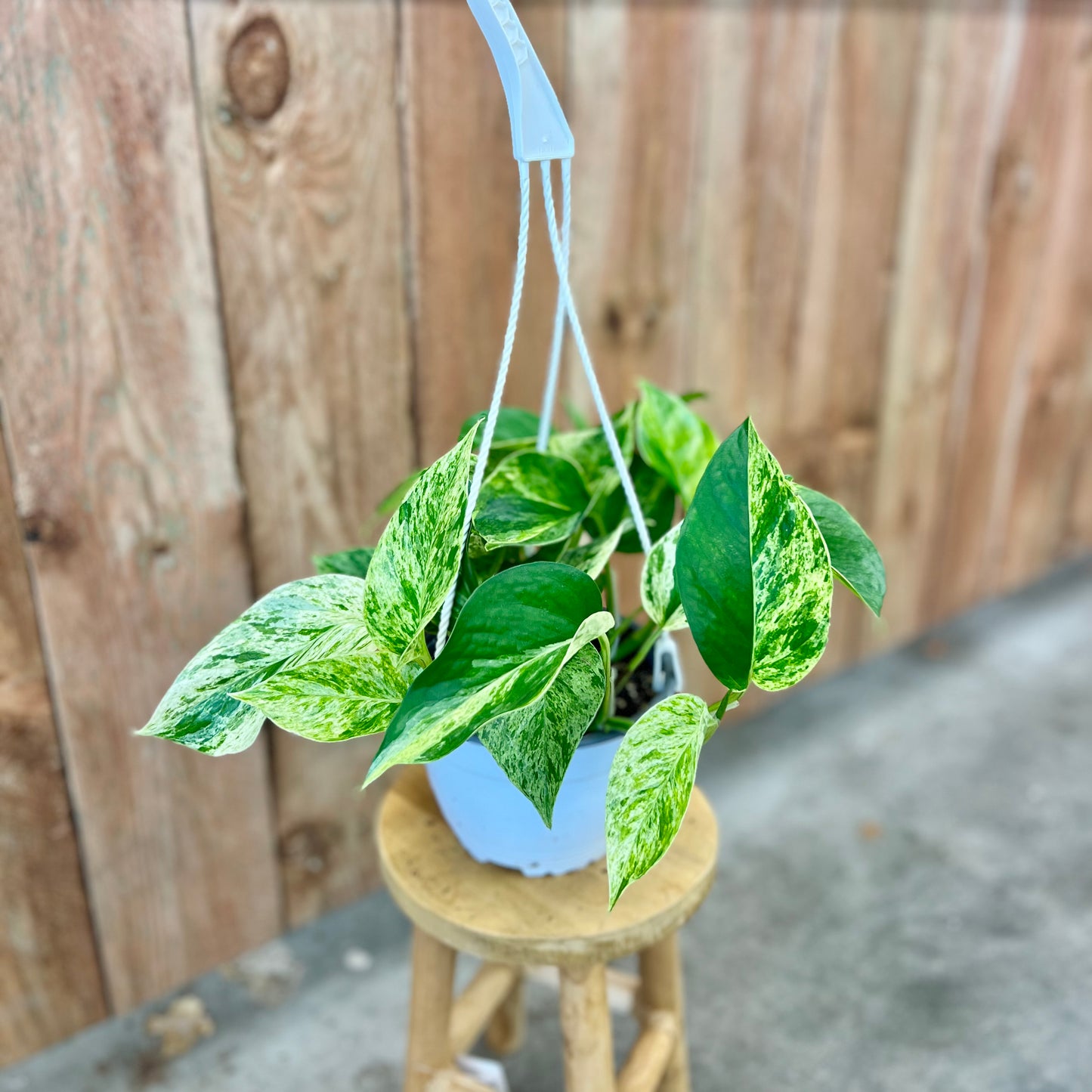 Pothos 'Marble Queen' (Epipremnum aureum)