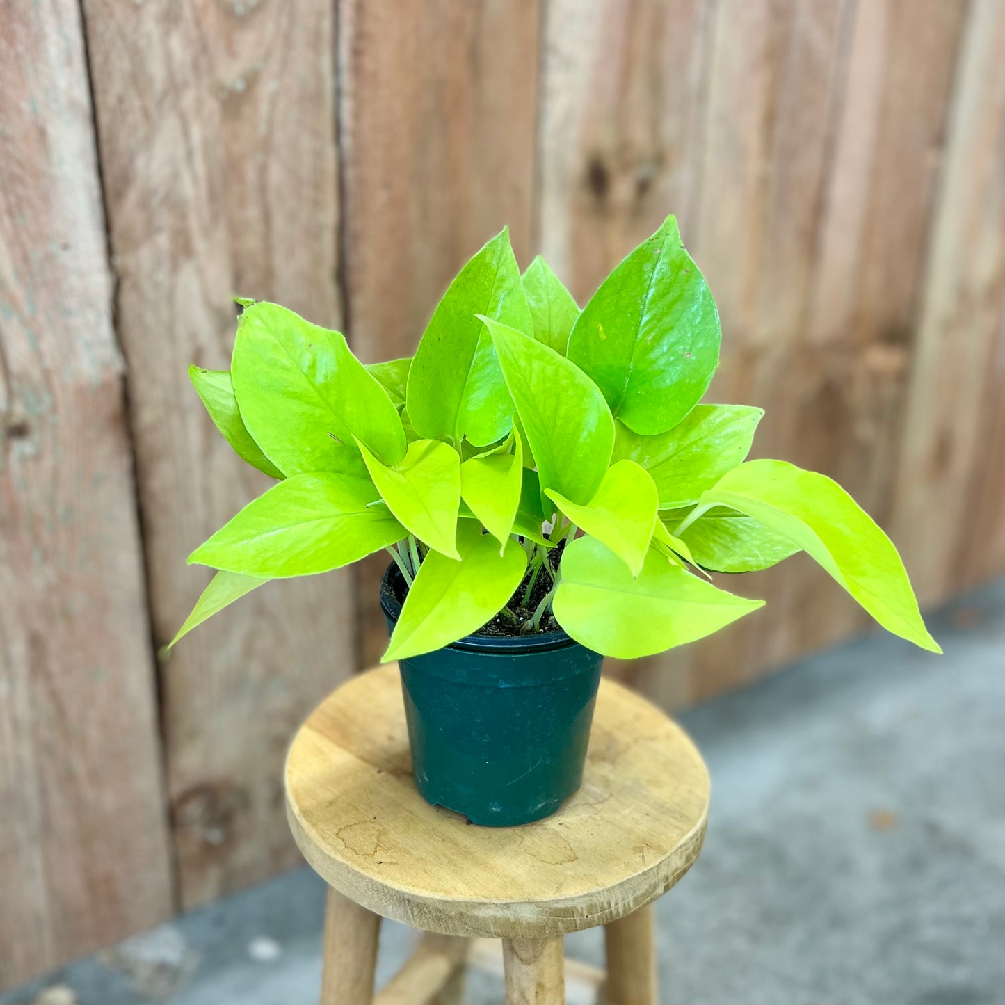 Pothos 'Neon' (Epipremnum aureum)
