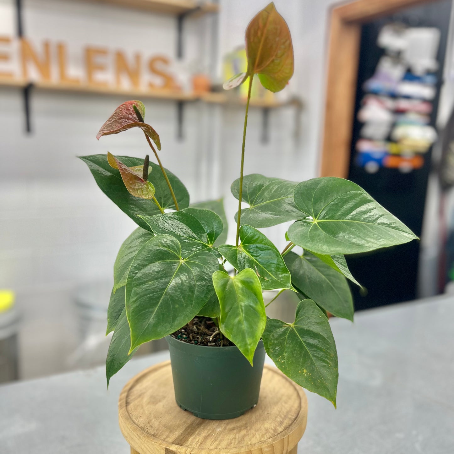 Anthurium Flowering Red