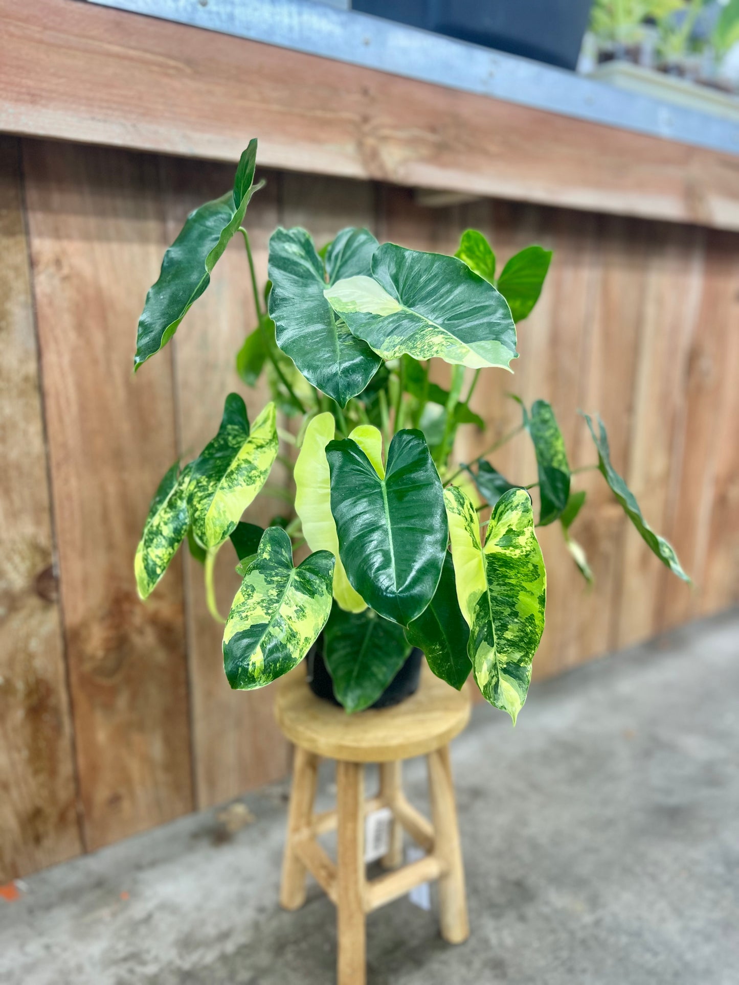 Philodendron Burle Marx Variegated