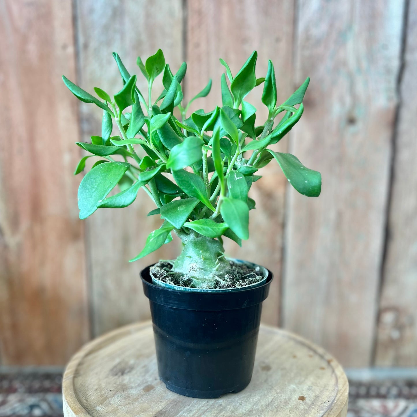 Ant Plant - Hydnophytum Papuanum