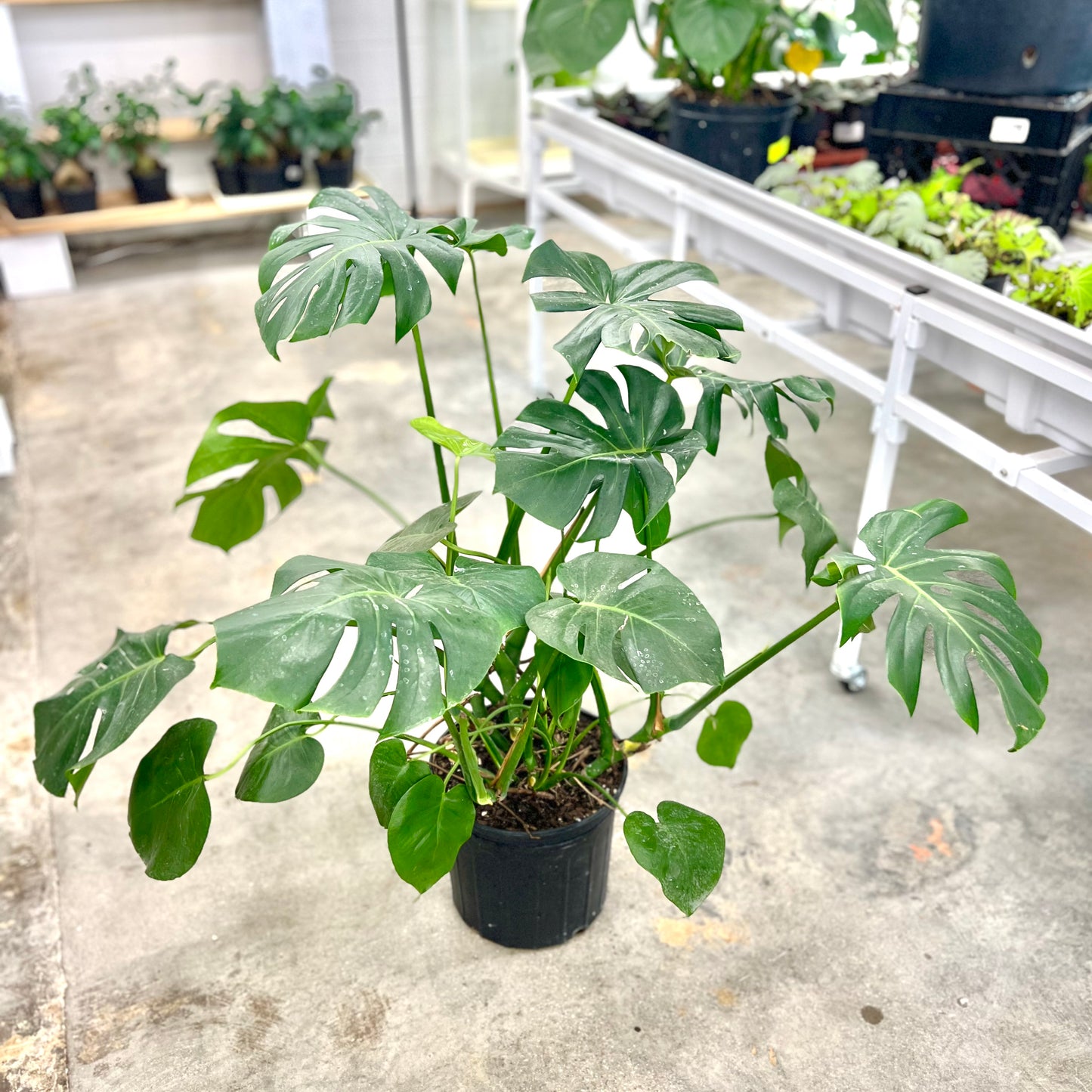 Monstera Deliciosa