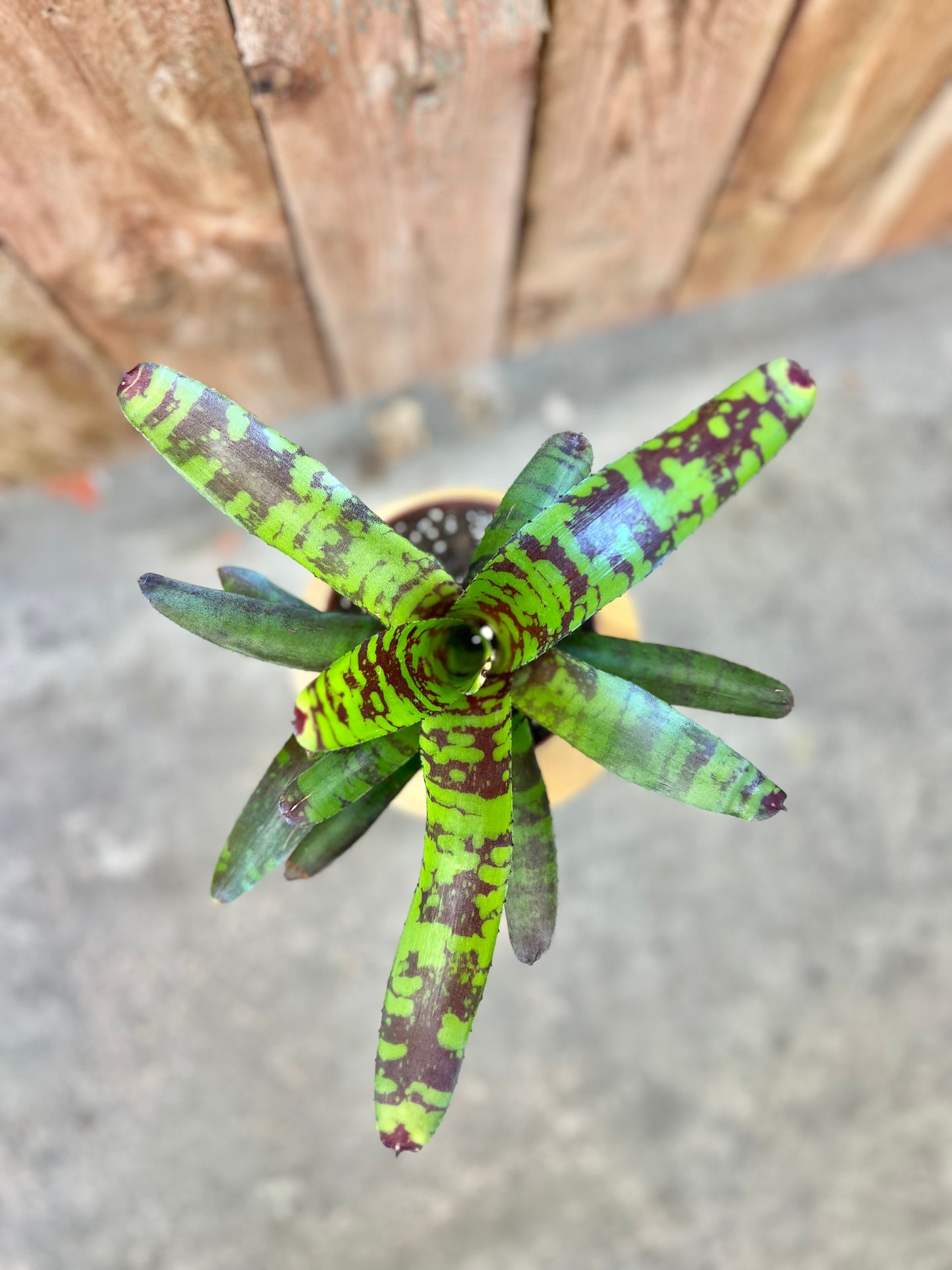 Bromeliad-Neoregelia Guacamole