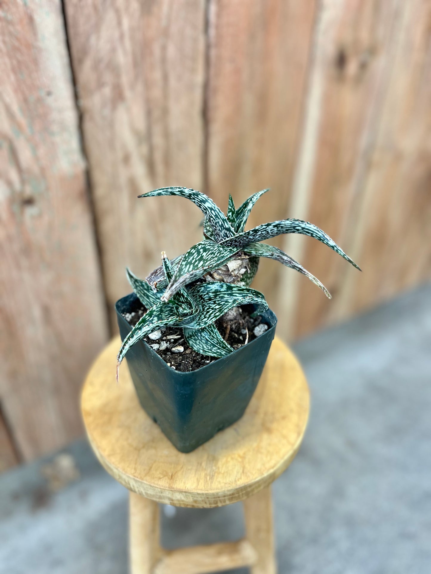 Aloe hemmingii