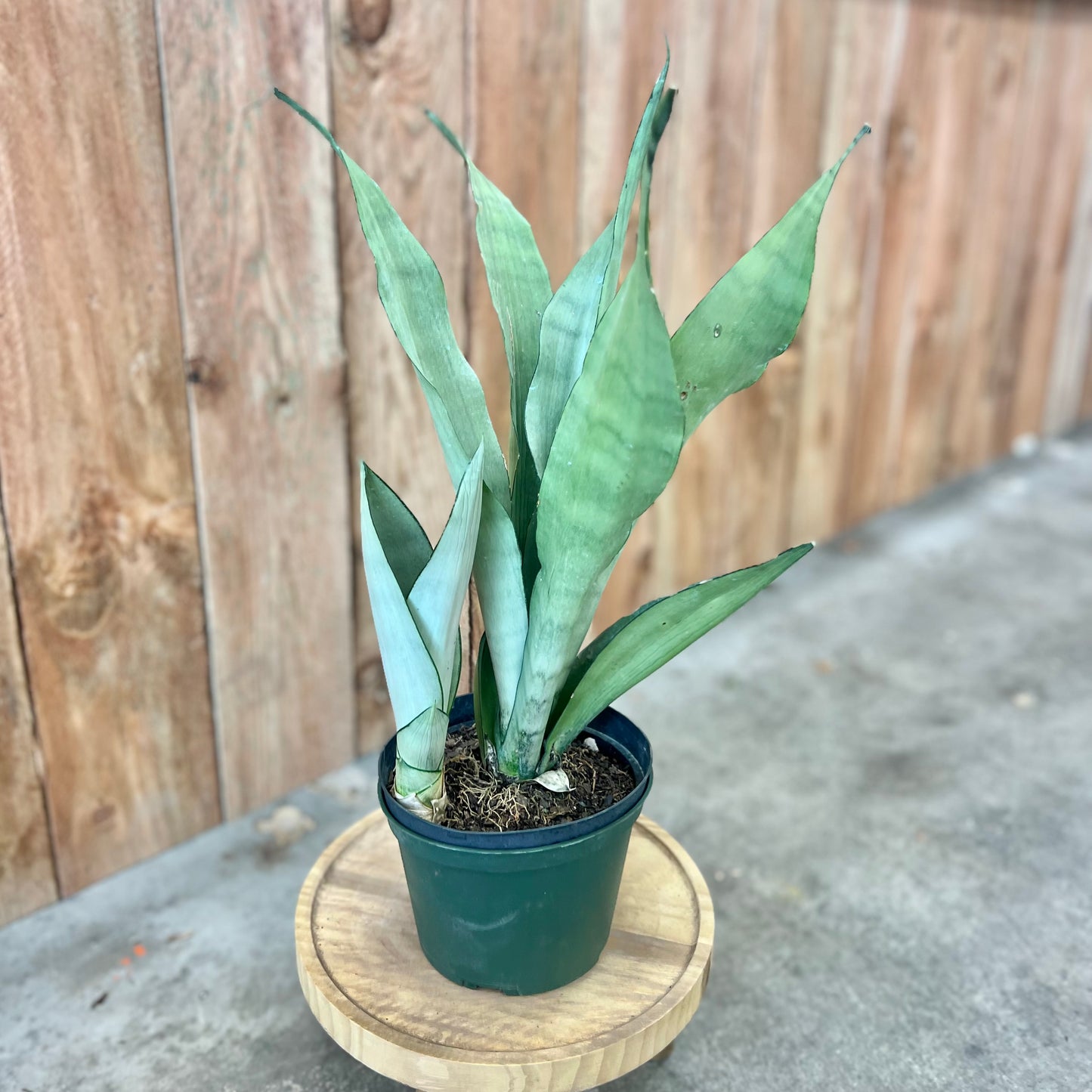 Sansevieria 'Moonshine'
