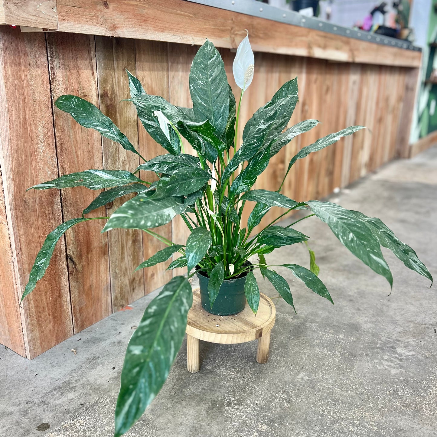 Spathiphyllum (Peace Lily) Domino