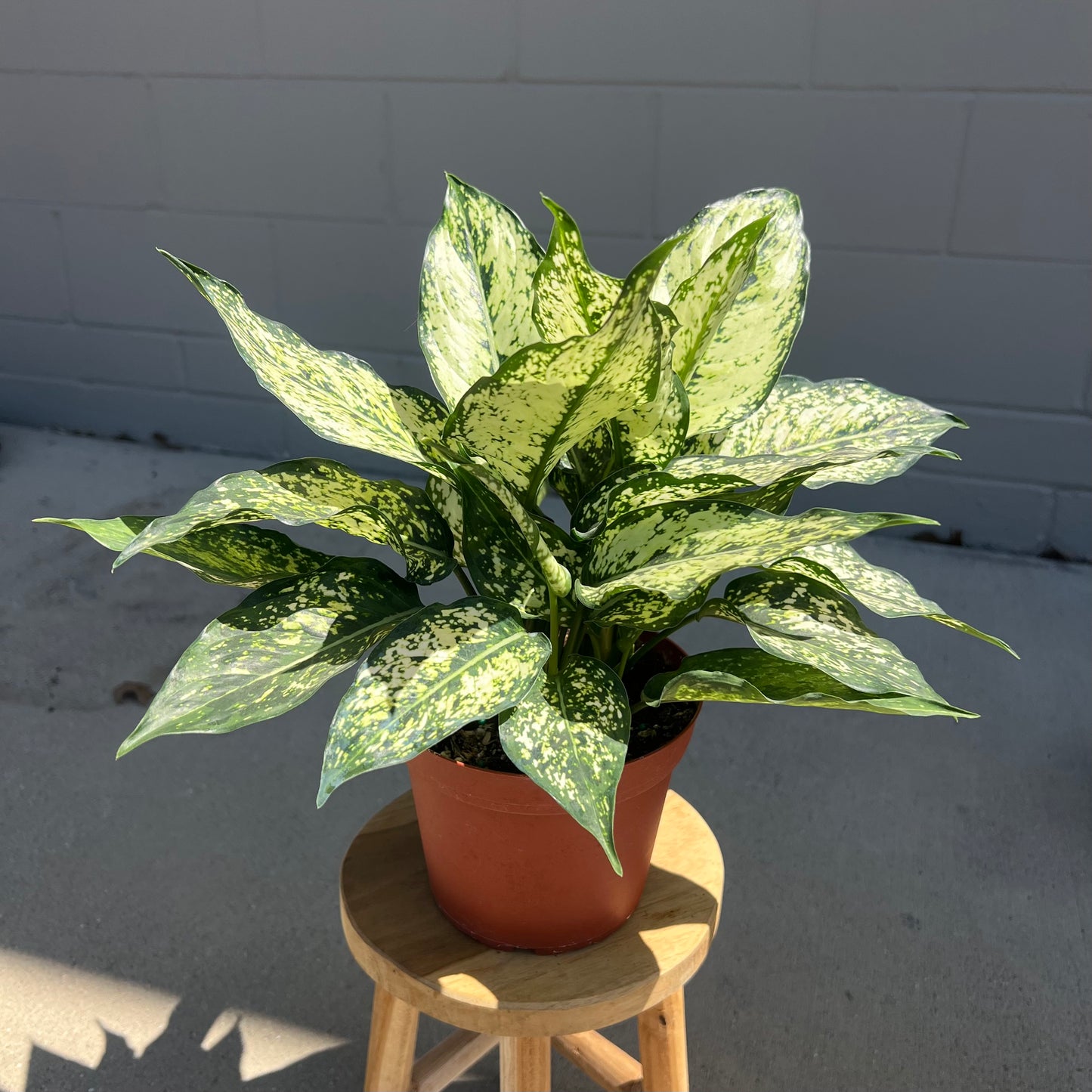 Aglaonema Osaka White