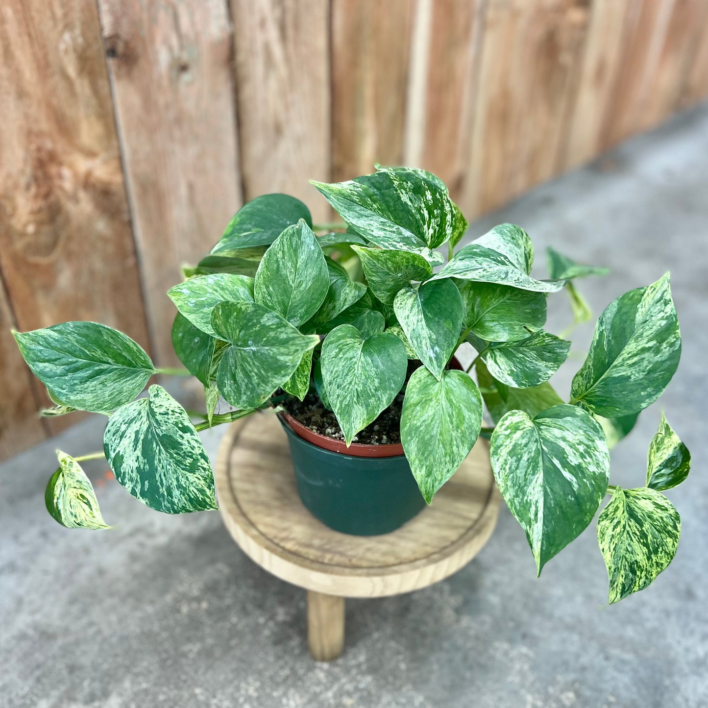 Pothos 'Marble Queen' (Epipremnum aureum)